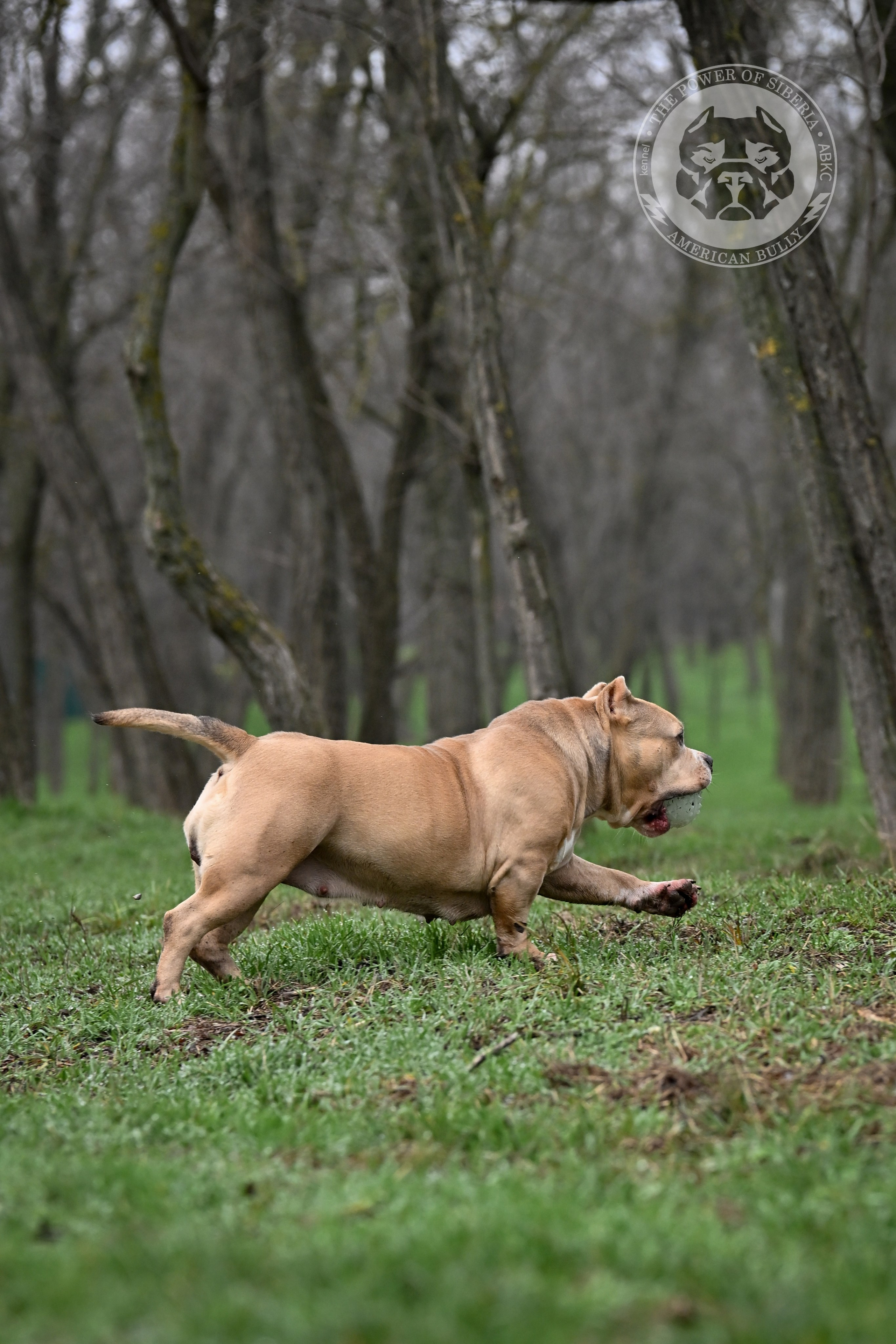 Декабрь 2025. Американский Булли в г. Ростов-на-Дону. Питомник THE POWER OF SIBERIA