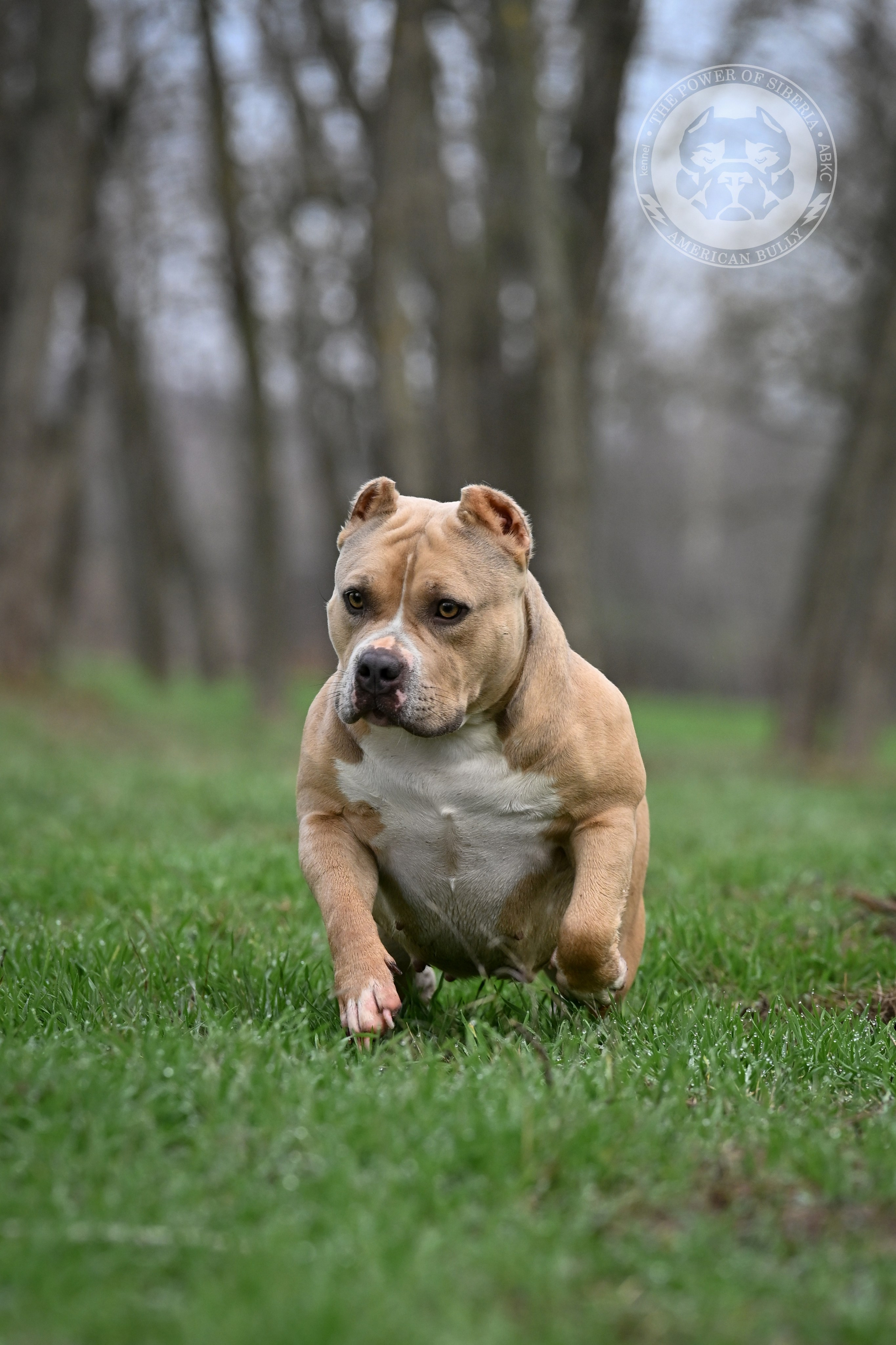 купить щенка в официальном питомнике Американских Булли в Астрахани, купить щенка амбулли в Астрахани, купить щенка American Bully в Астрахани
