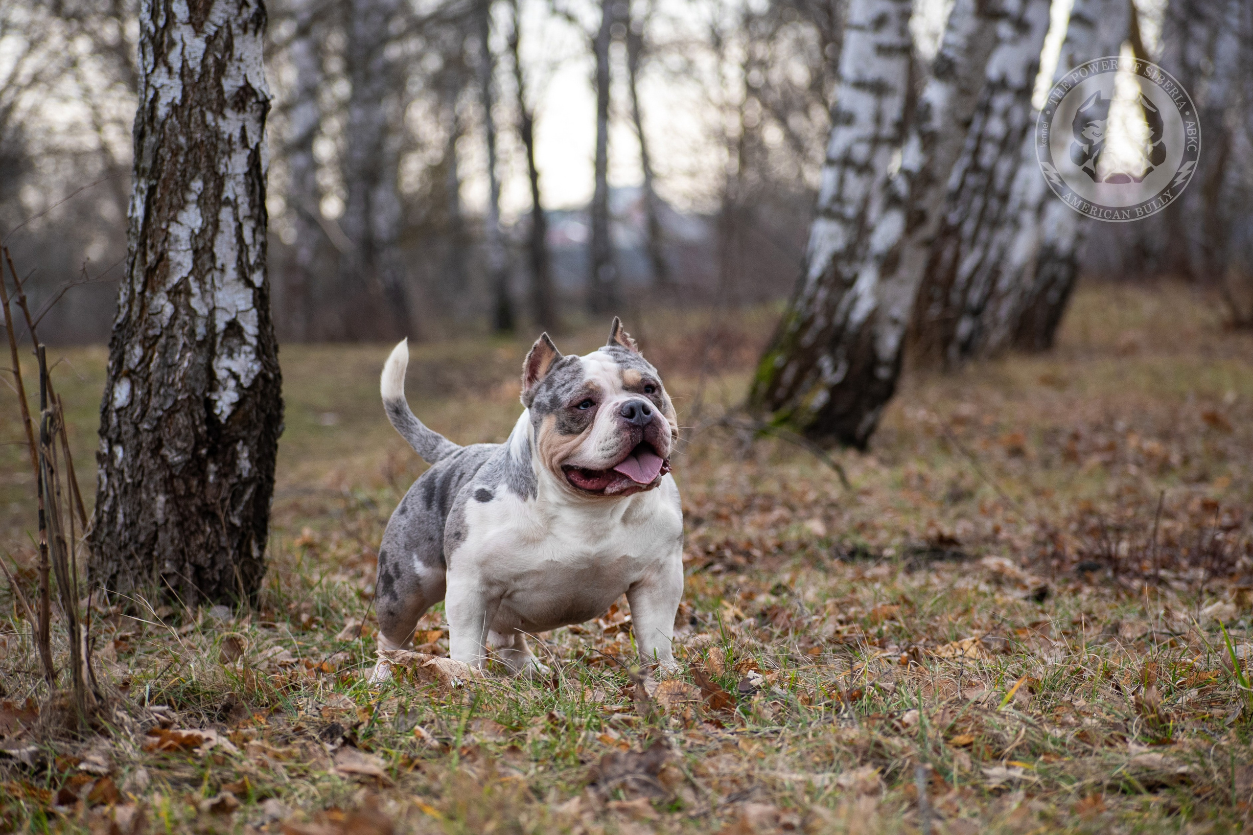 Январские фотографии Каспера (дубль). Американский Булли в г. Ростов-на-Дону. Питомник THE POWER OF SIBERIA