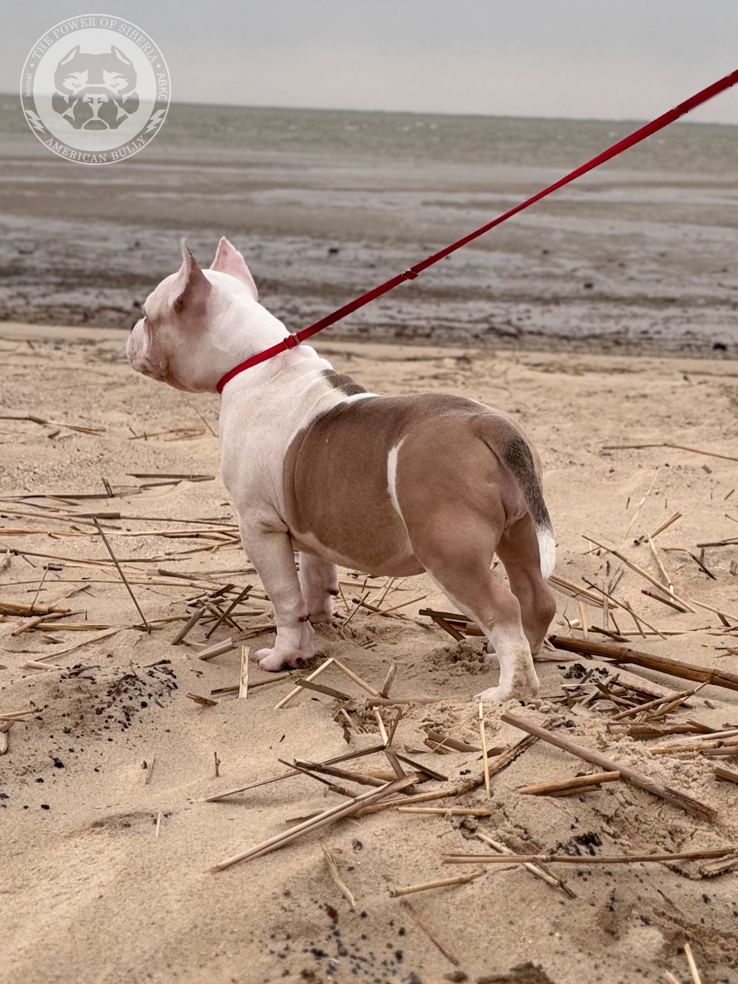 Свободные щенки Американский Булли стандарт и Свободные щенки Американский Булли классик. Американский Булли в г. Ростов-на-Дону. Питомник THE POWER OF SIBERIA