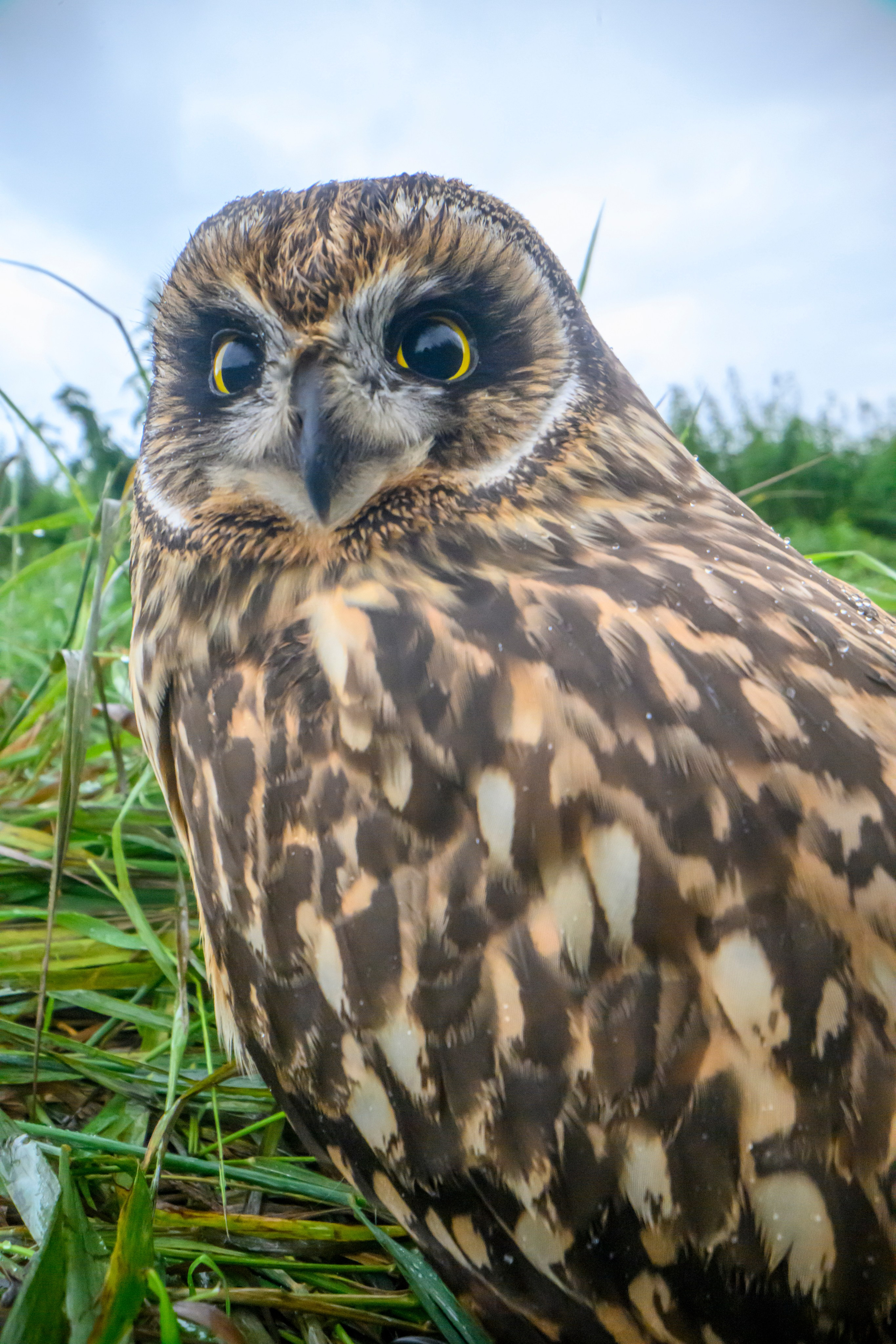 Совенок на ширик | Owlet with wide lens. Фотограф Сергей Пупонин