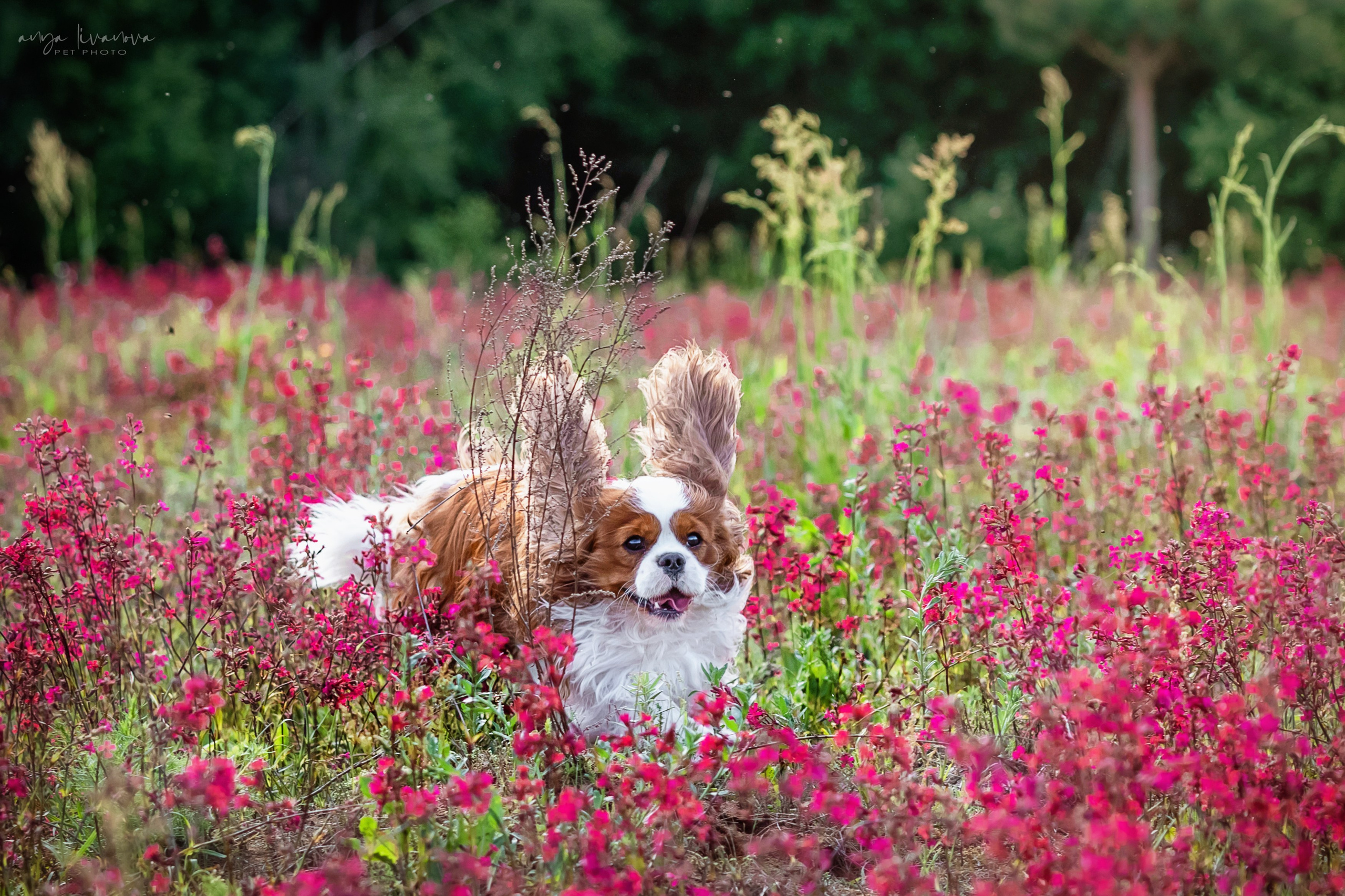 Смолка клейкая. Фотограф анималист Аня Ливанова | Рыбинск