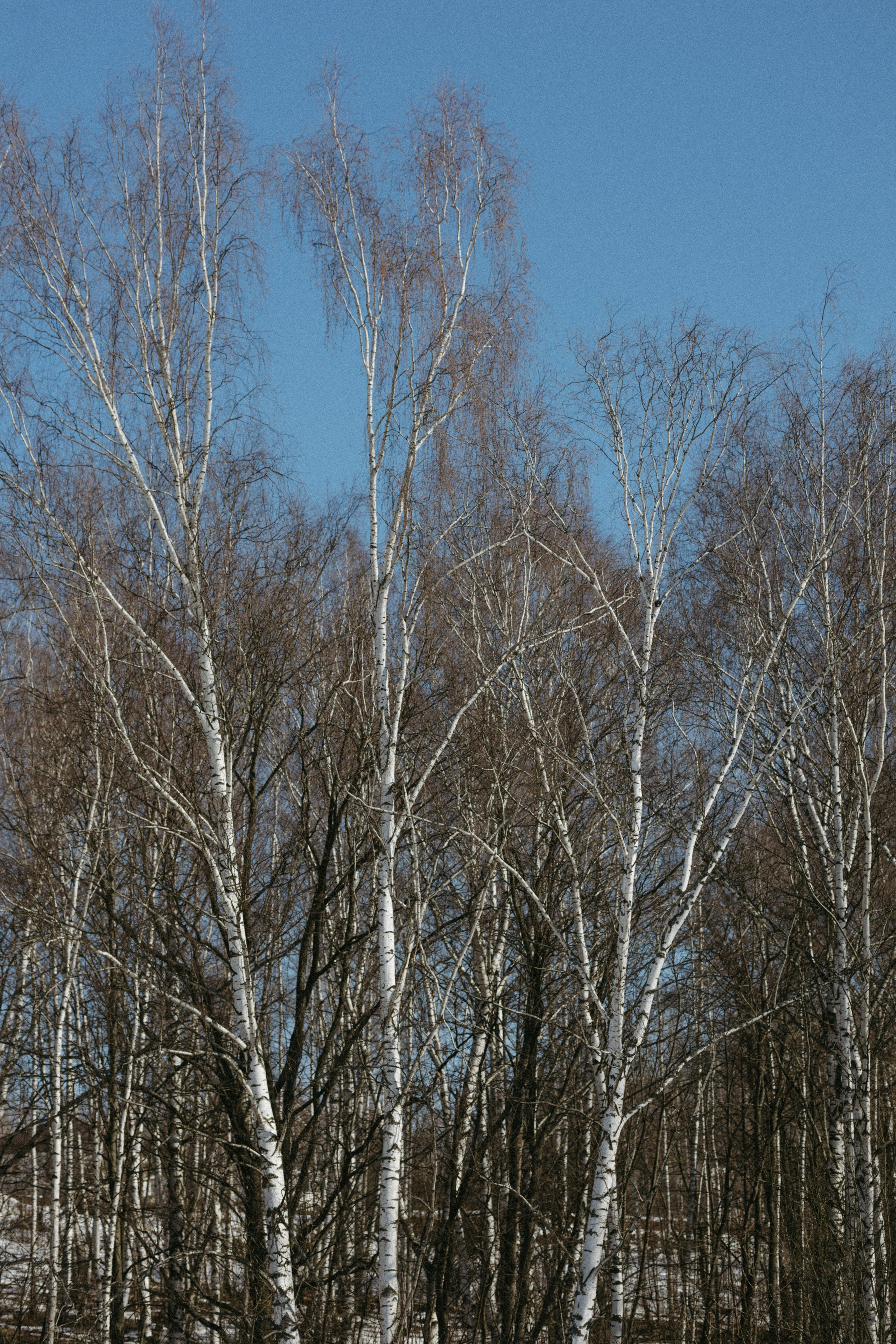 Природа деревни. Фотограф Эльмира Лин
