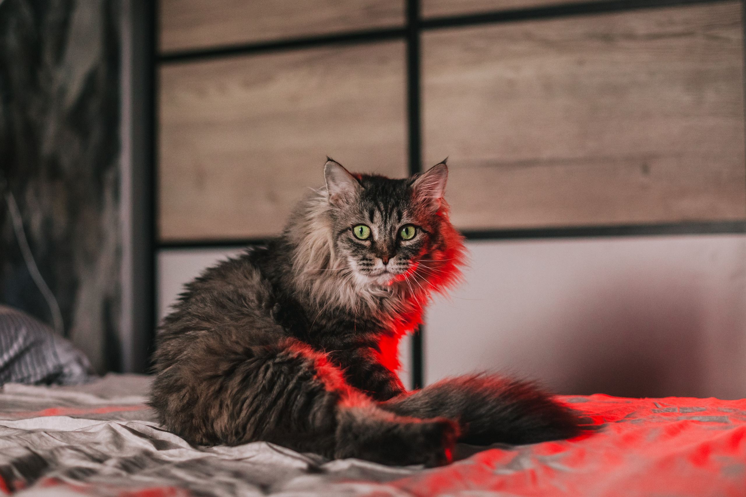 Домашняя фотосессия кота. Фотограф-анималист Татьяна Степанова