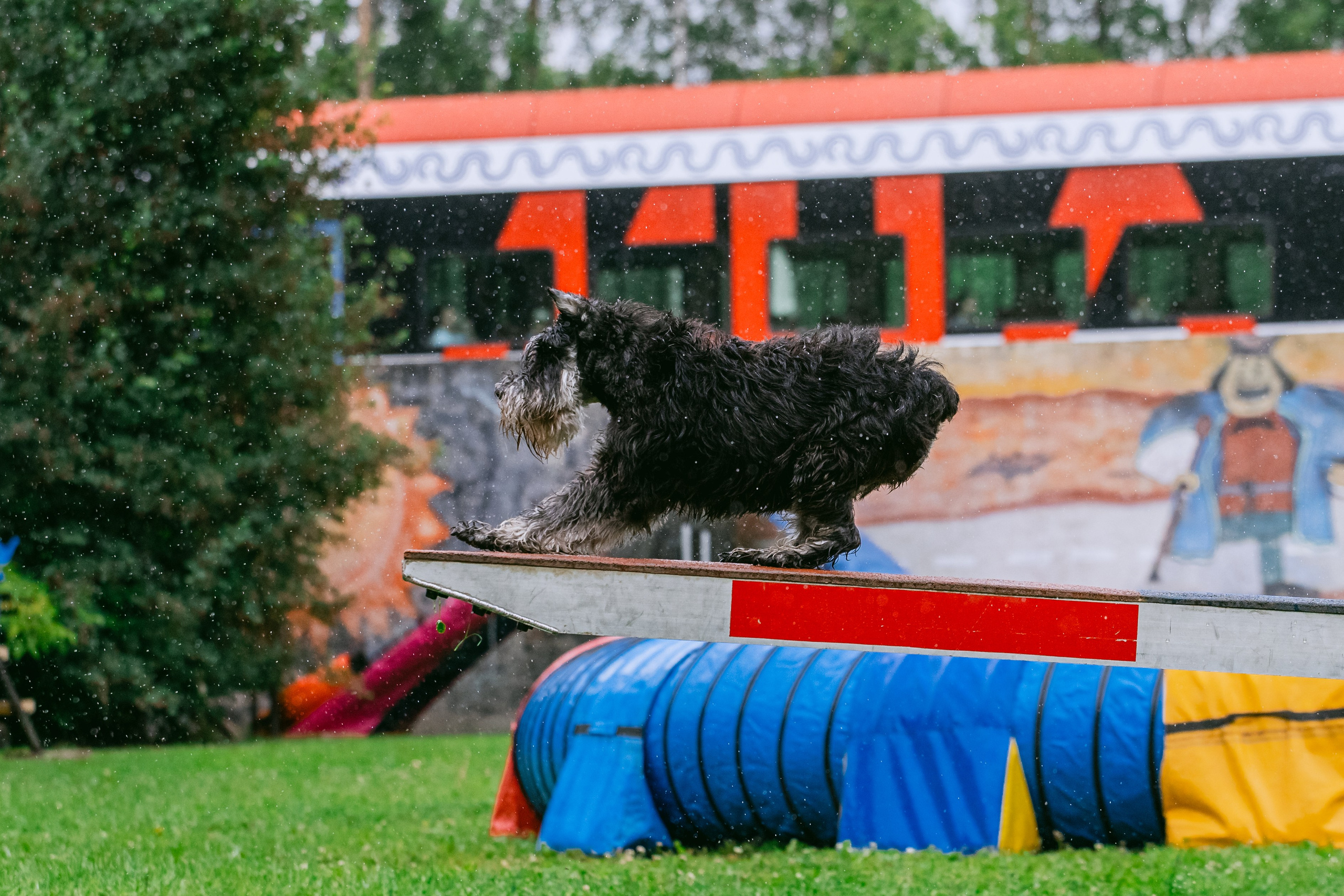 Соревнования по аджилити Долгопрудный 30.06.2025. Фотограф-анималист Татьяна Степанова