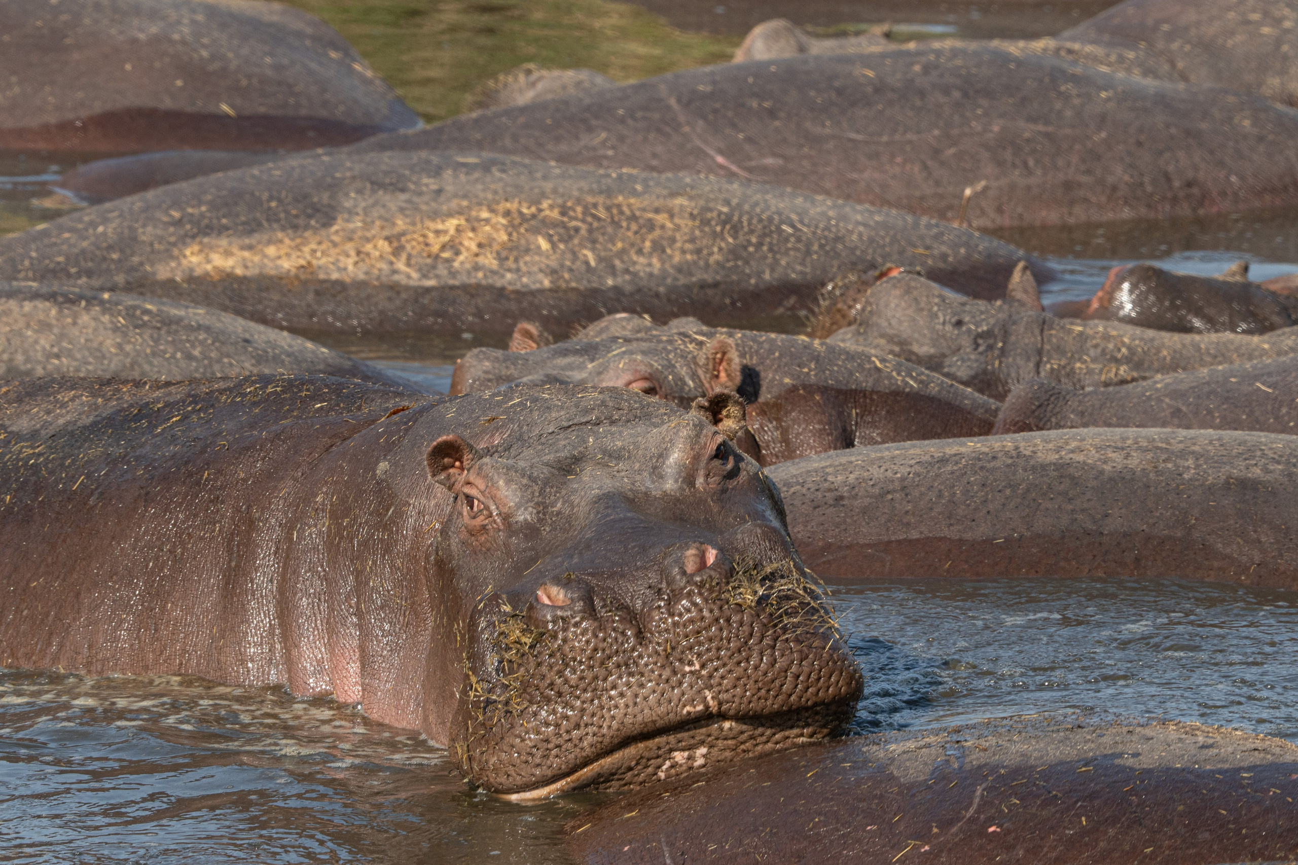 Танзания, сафари, 2025. Творческие сьемки