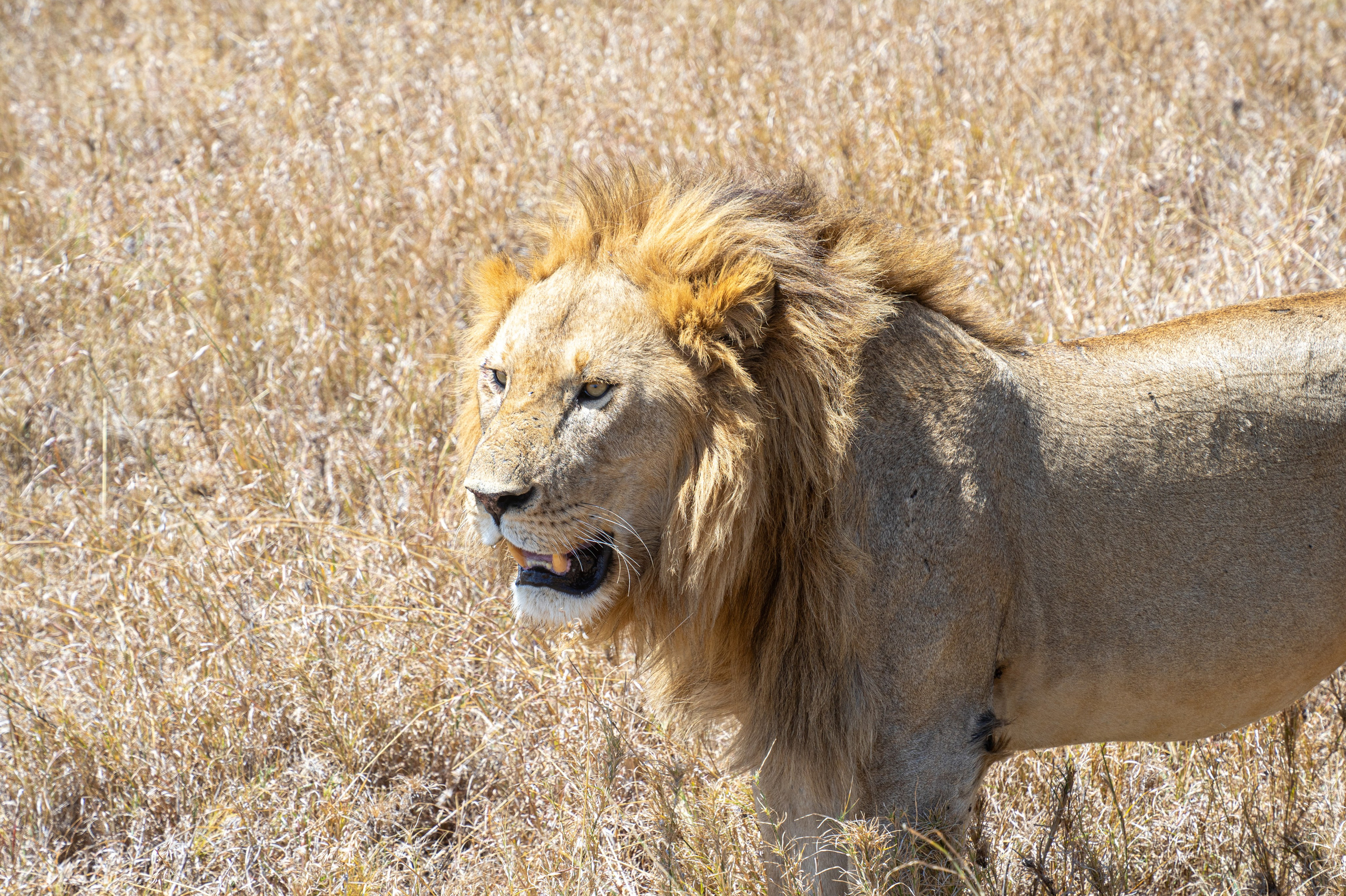 Танзания, сафари, 2025. Творческие сьемки