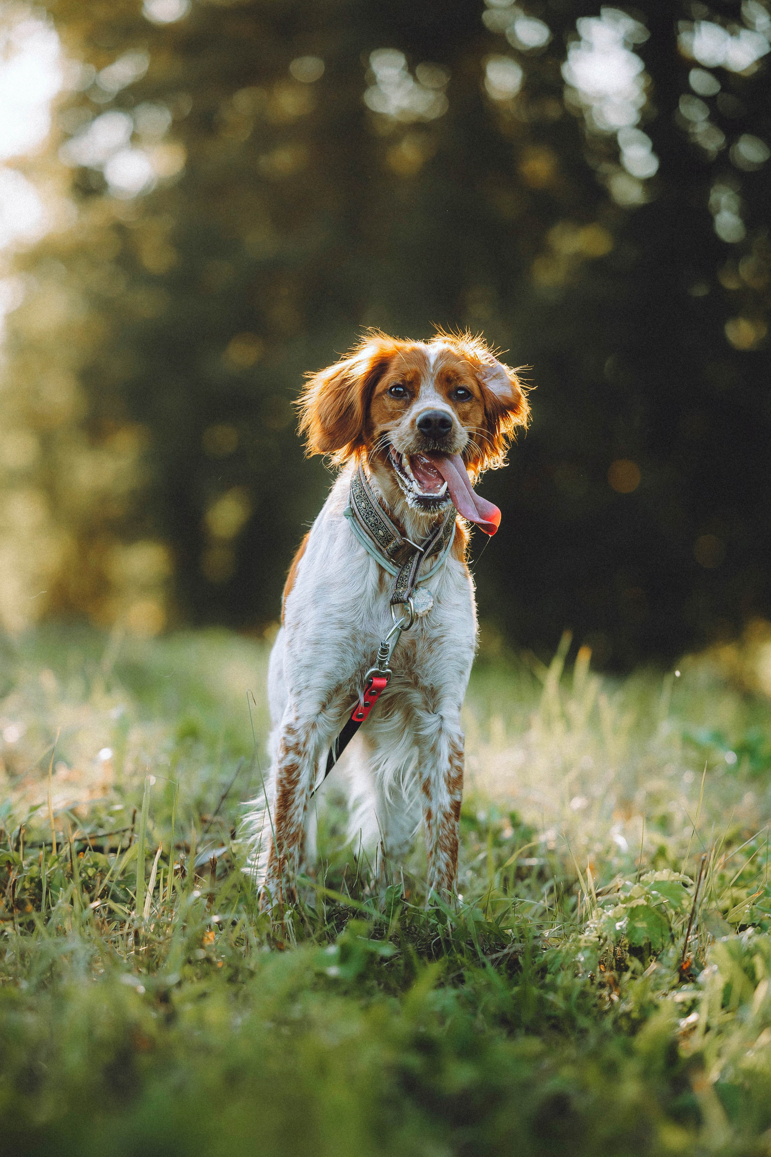 Камри и Пафи