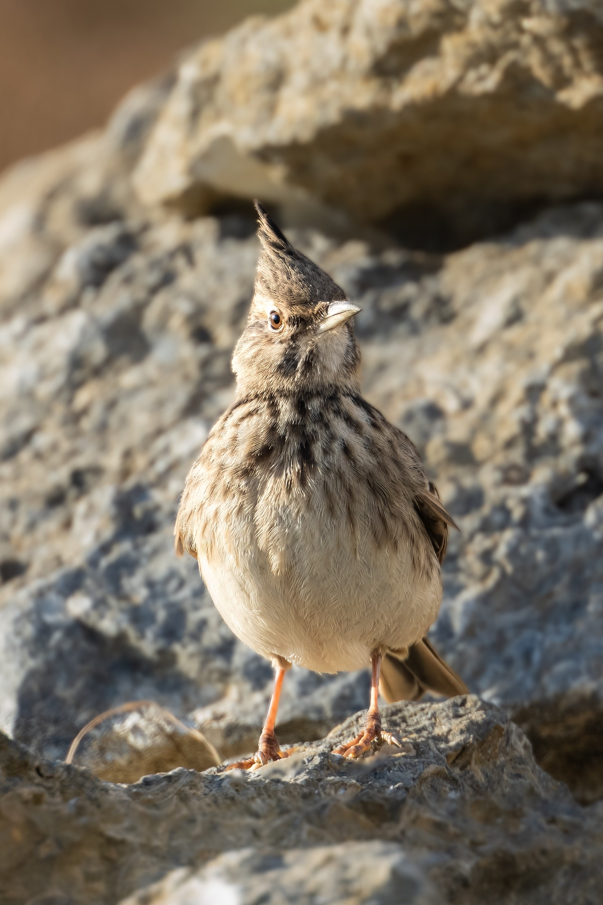 Жаворонок хохлатый (степной)