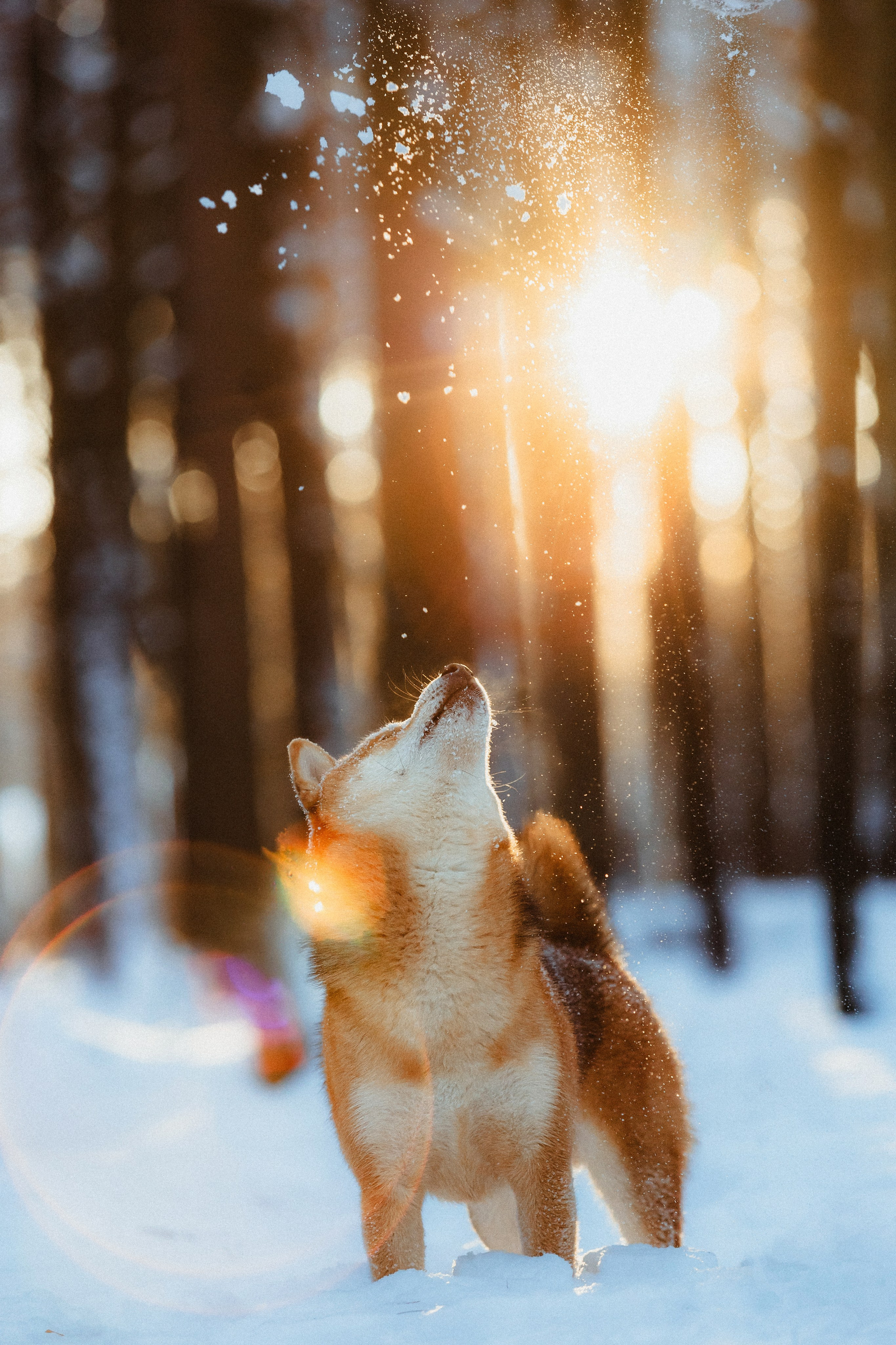 Шед, Цири и Ира