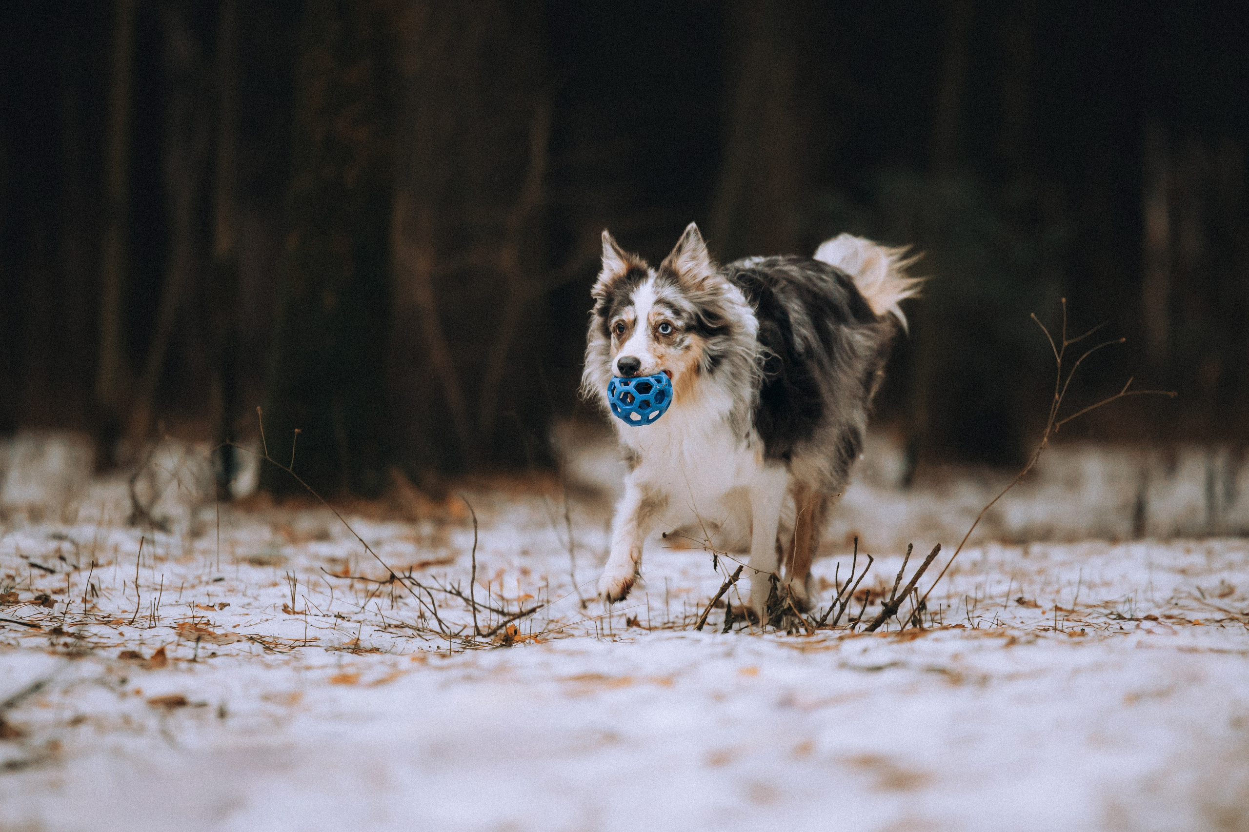 Полина, Милли и Паддингтон