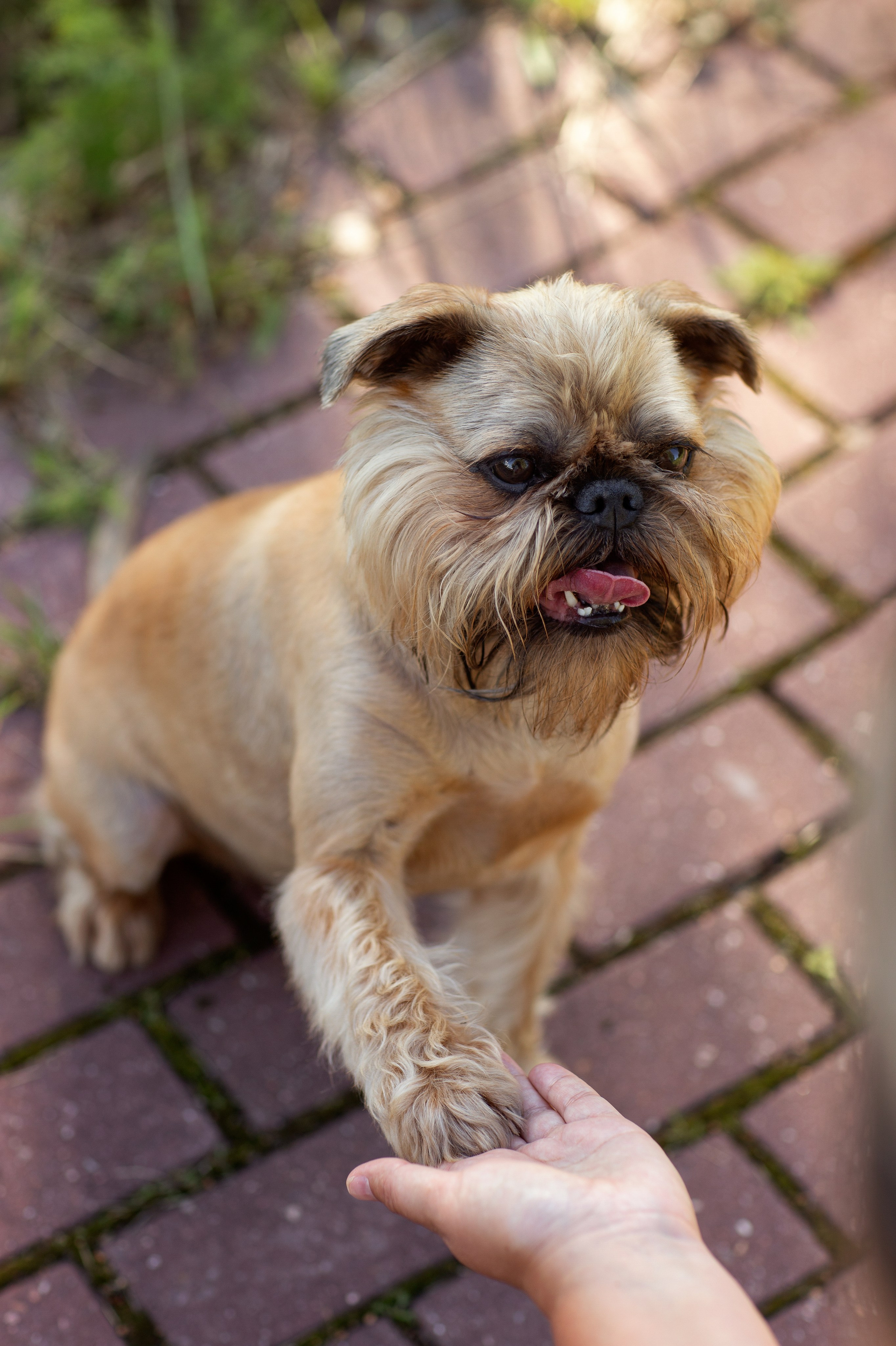 Лена и Барри. Фотограф — Анималист Наталья Тямушева