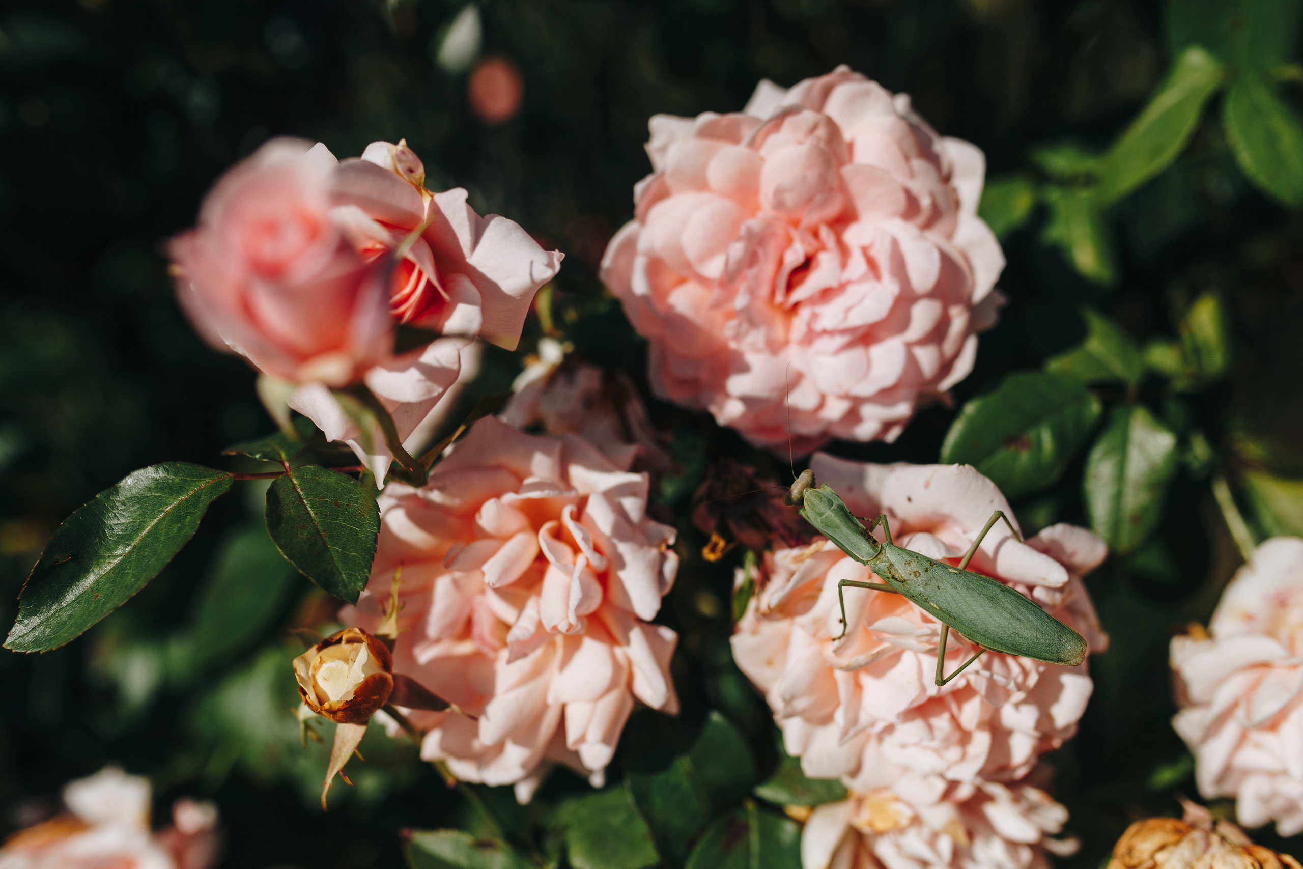 Я птицу счастья свою отпускаю на юг. Свадебный фотограф в Москве Кристина Засухина