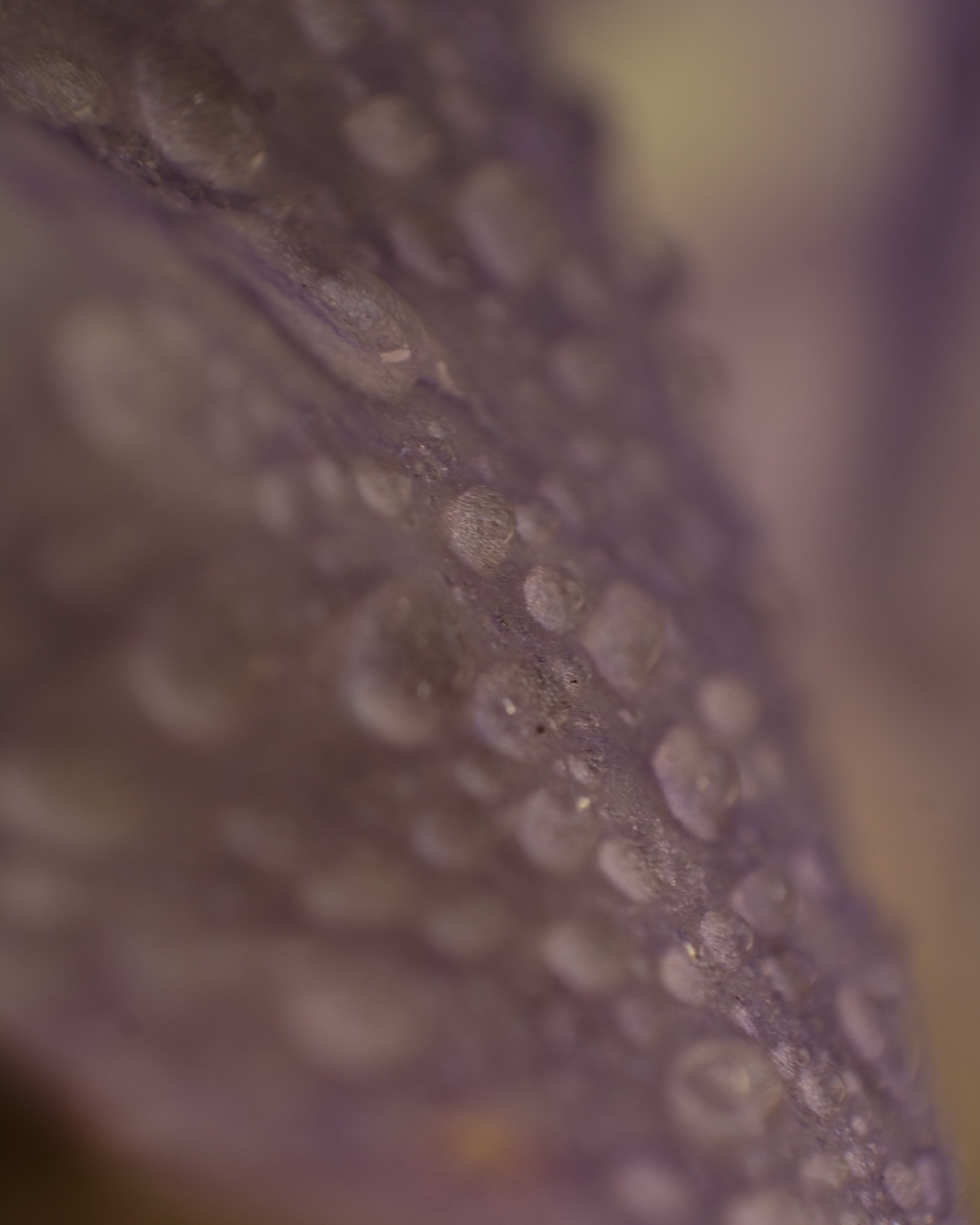 Творчество. Портретный и репортажный фотограф в Санкт-Петербурге Дарья Сибирякова