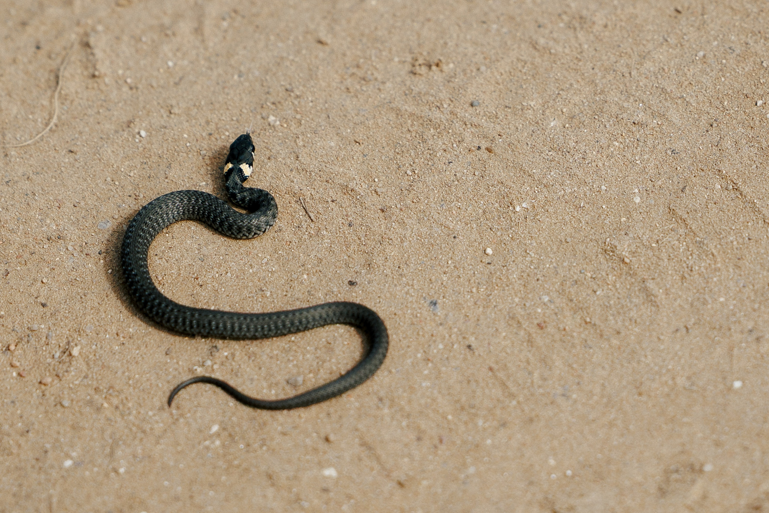 Марина & Лёша. Свадебный и семейный фотограф в Твери, Москве, Санкт-Петербурге