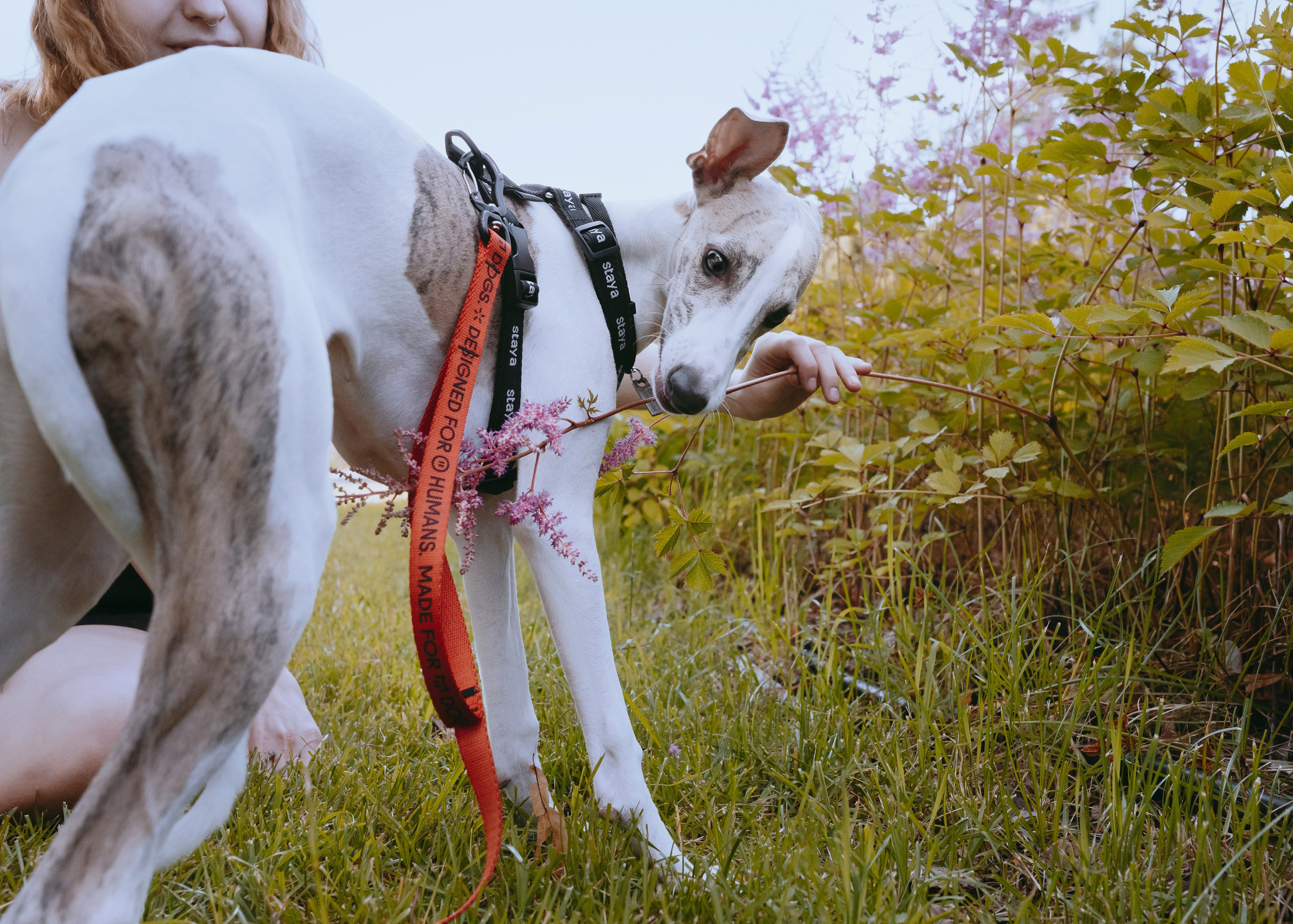 Ветка. Фотограф- анималист Александра Матвеева