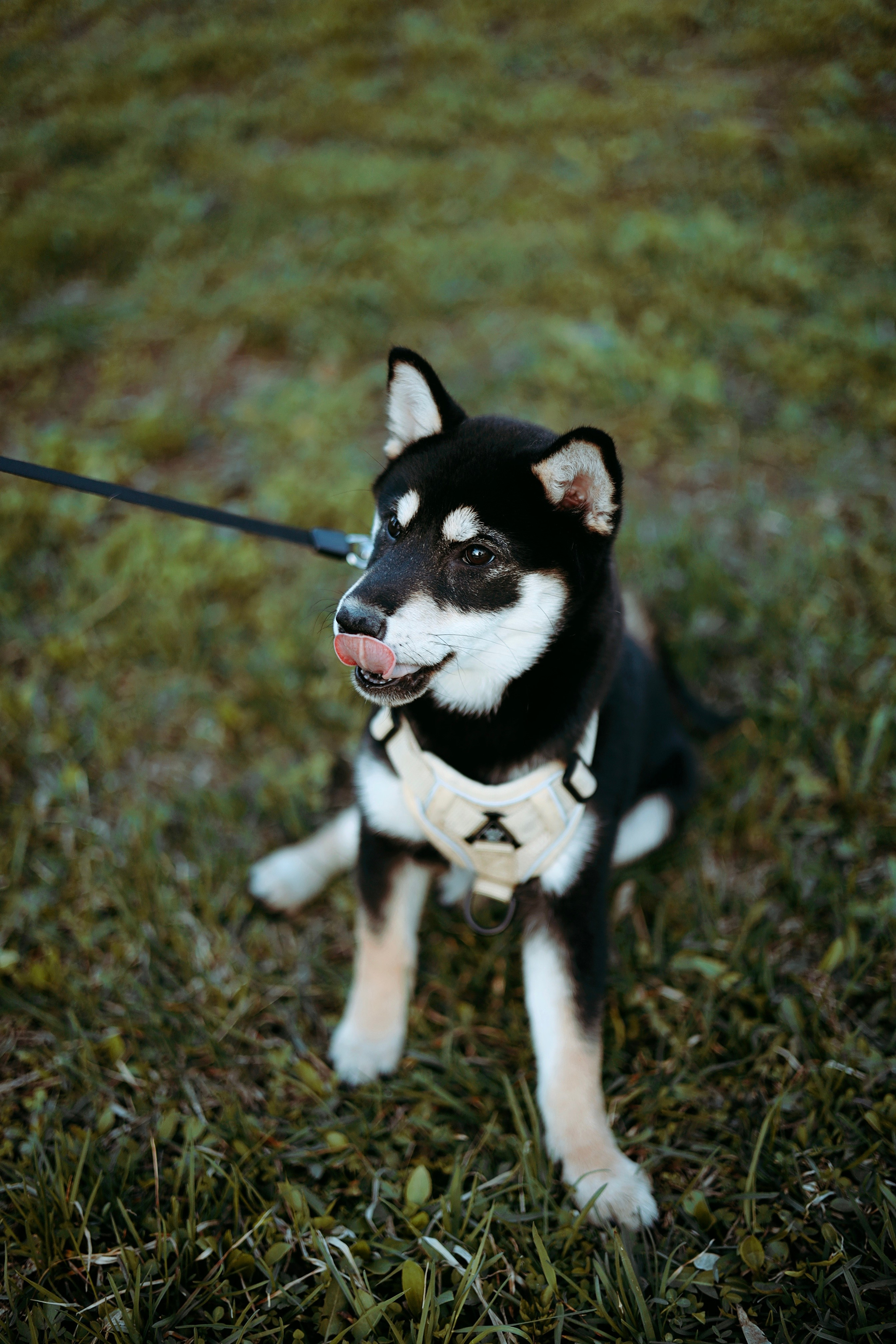 Puppy. Фотосессии в Москве и Санкт-Петербурге, а также по столицам стран Евро