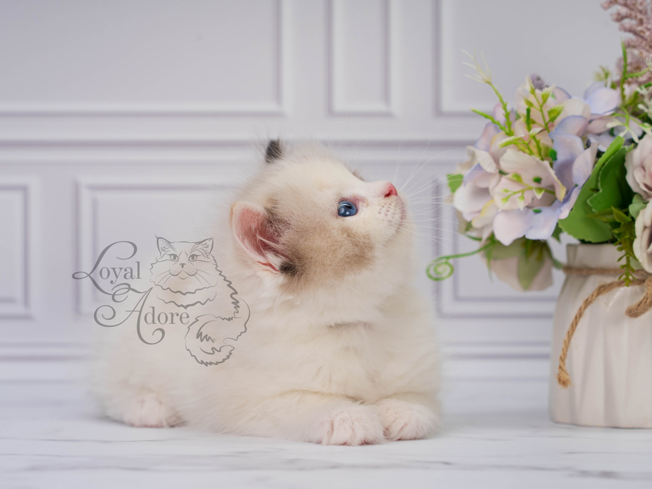 Котята рэгдолл от Loyal Adore. Питомник рэгдолл Loyal Adore