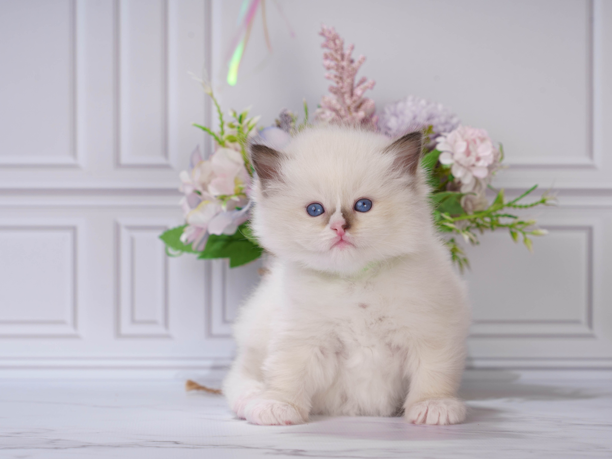 Котята рэгдолл от Loyal Adore. Питомник рэгдолл Loyal Adore