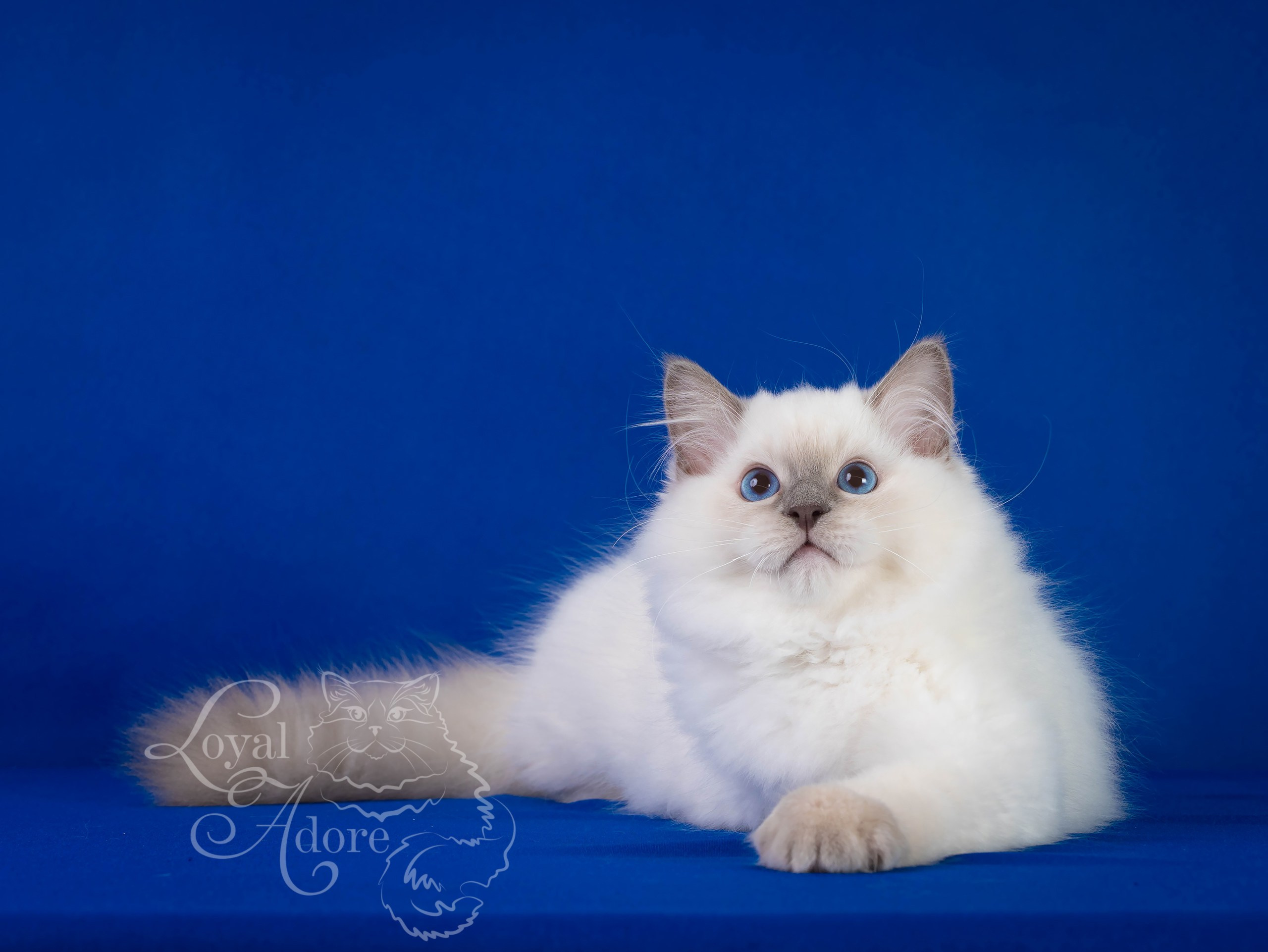 Коты производители Loyal Adore. Питомник рэгдолл Loyal Adore