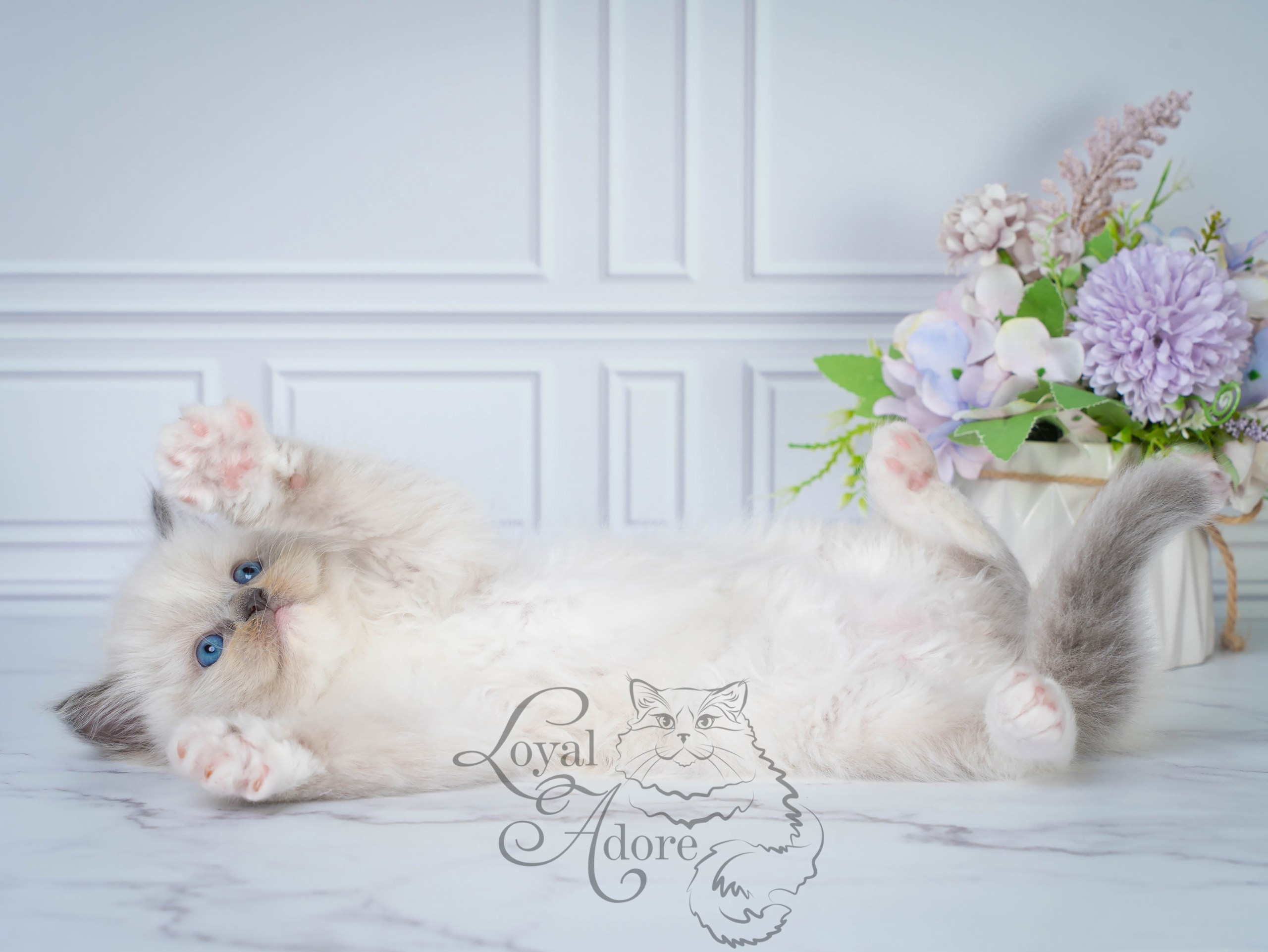 Котята рэгдолл от Loyal Adore. Питомник рэгдолл Loyal Adore