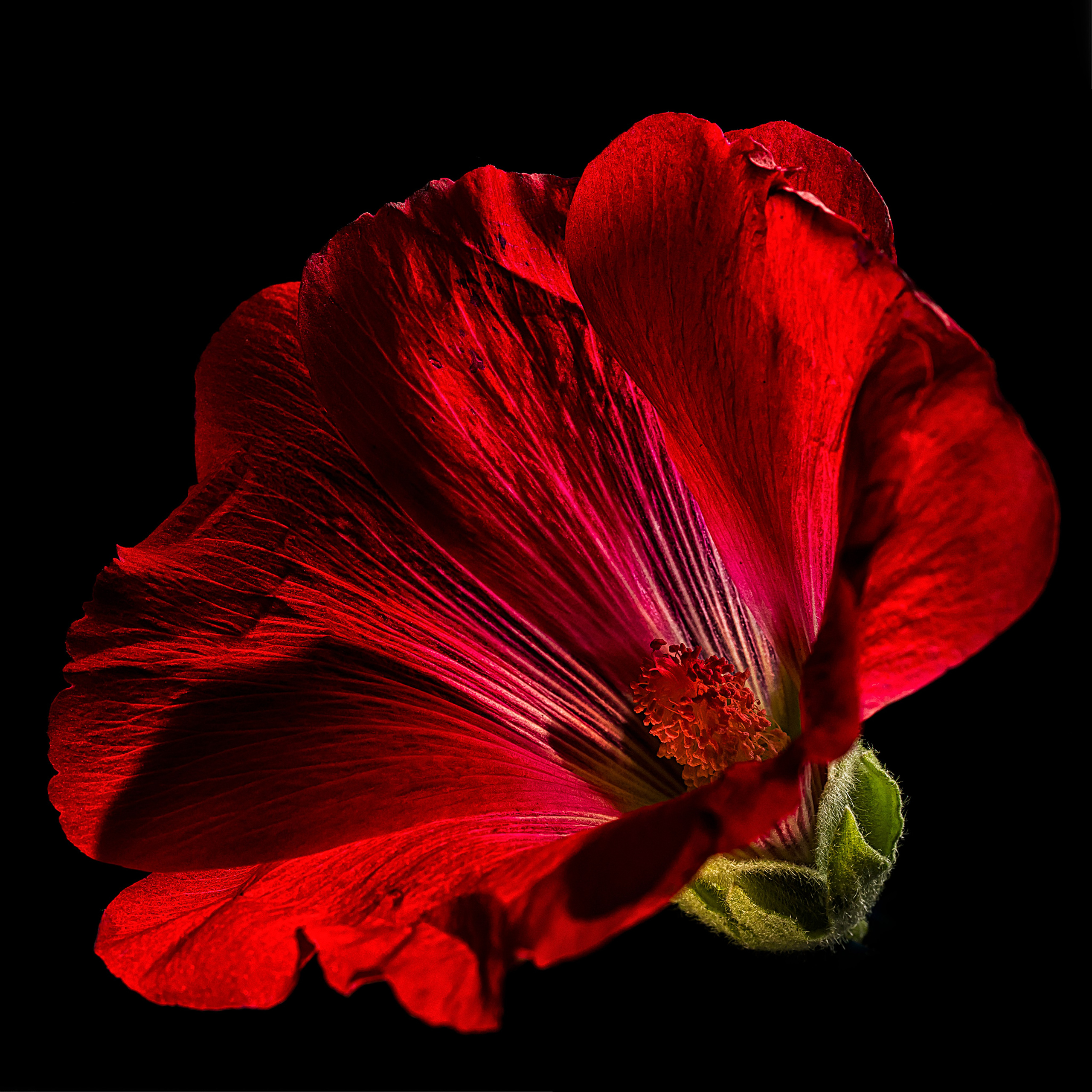 Поэзия цветов. Портретный фотограф в Челябинске Катерина Руди