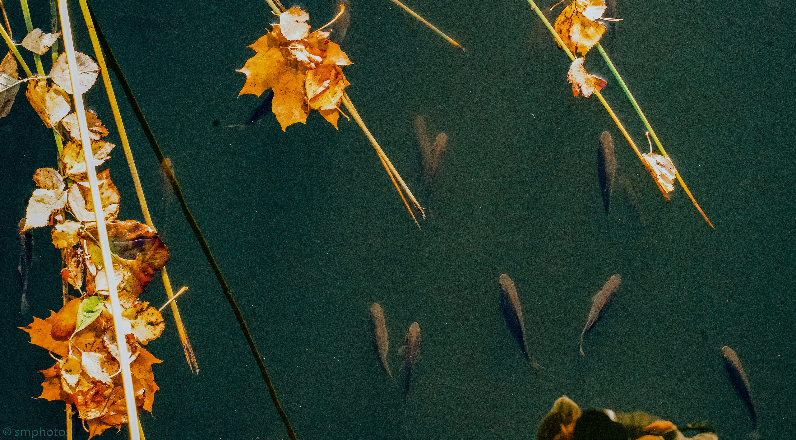 Уличная и репортажная фотография. Репортажный фотограф в Москве Светлана Мулыкина