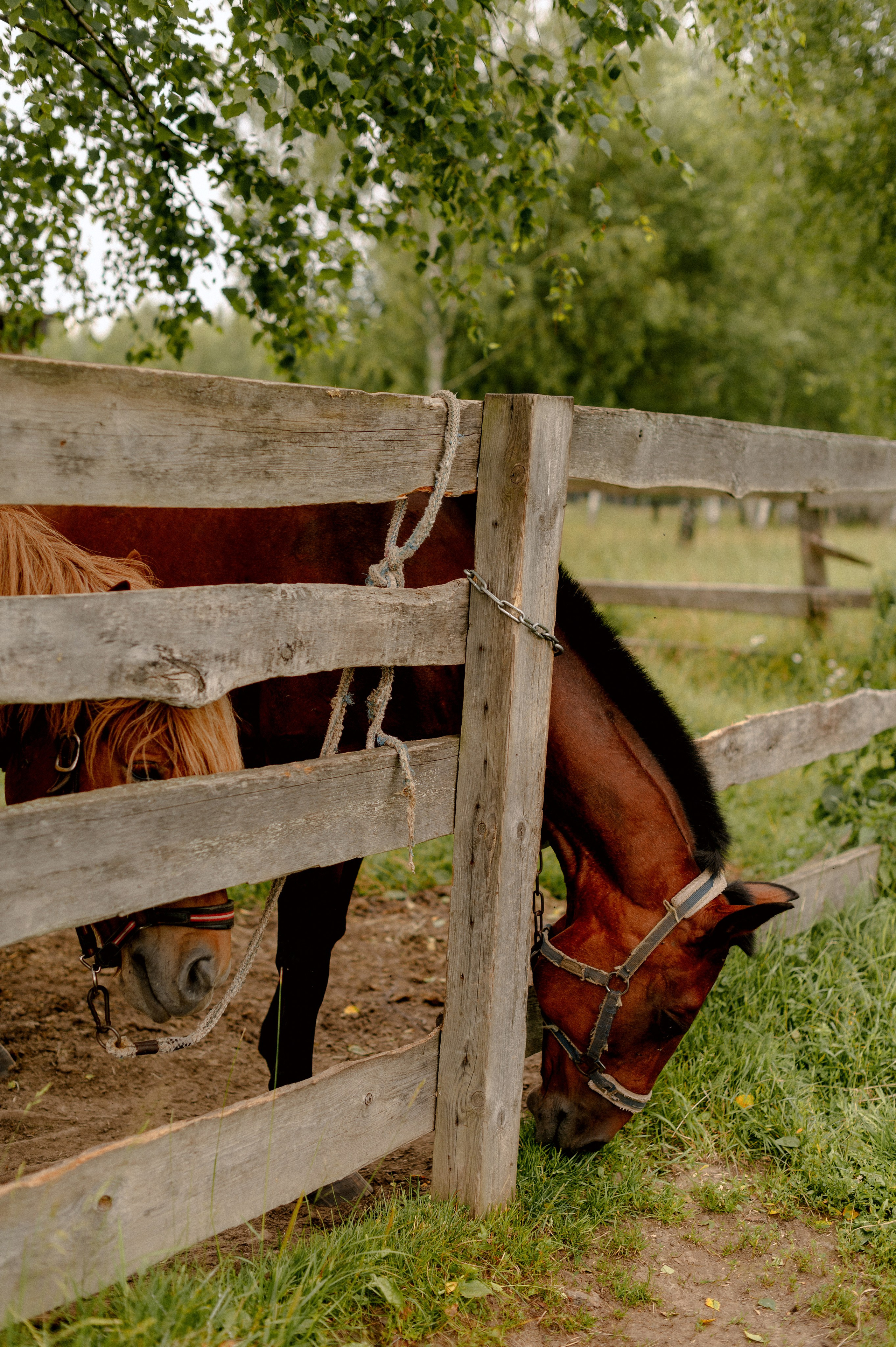 КСЮША и АРТЕМ. Шашкова Вероника / Свадебный и семейный фотограф Москва и Ярославль