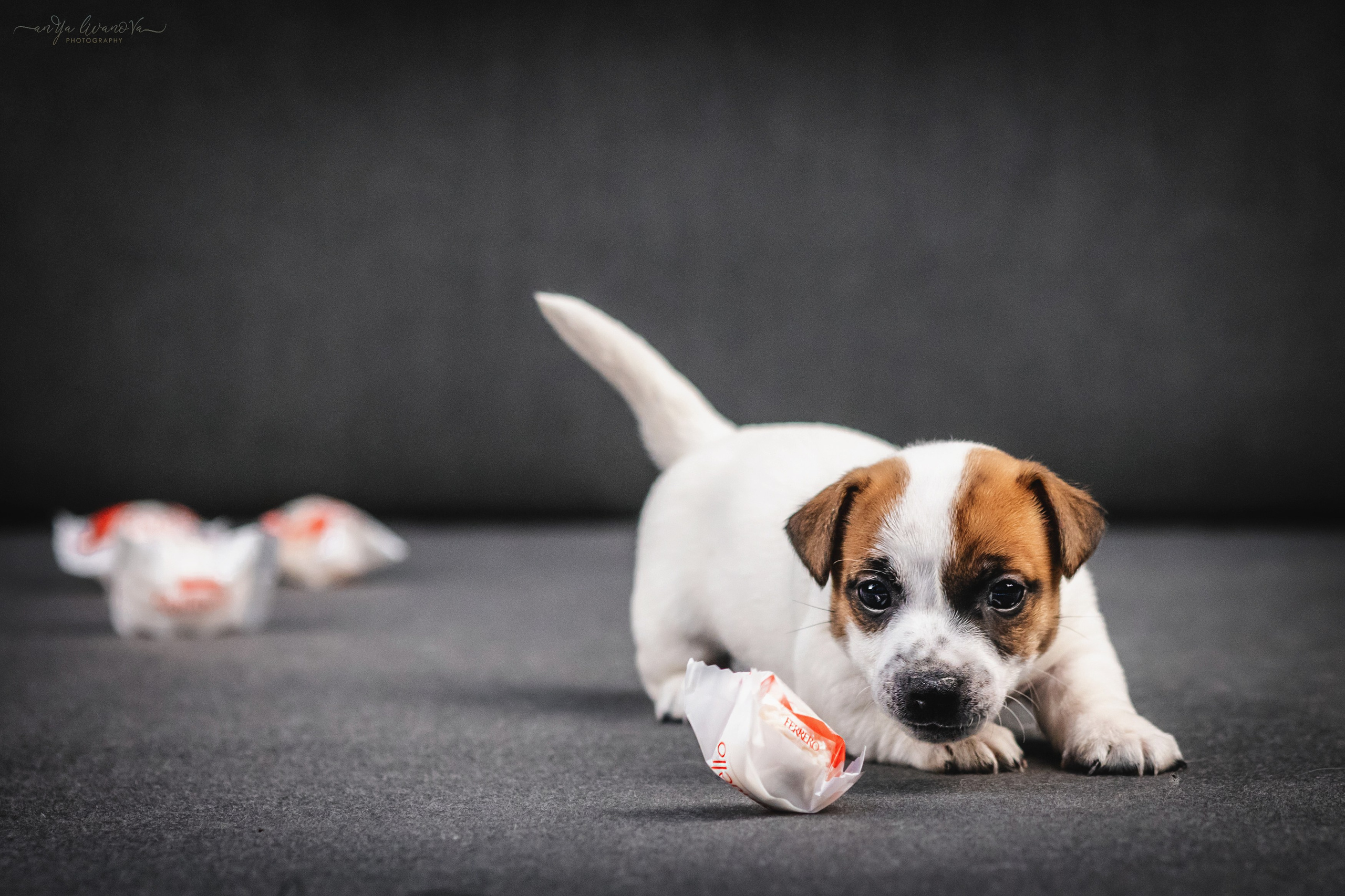 Джеки. Фотограф анималист Аня Ливанова | Рыбинск