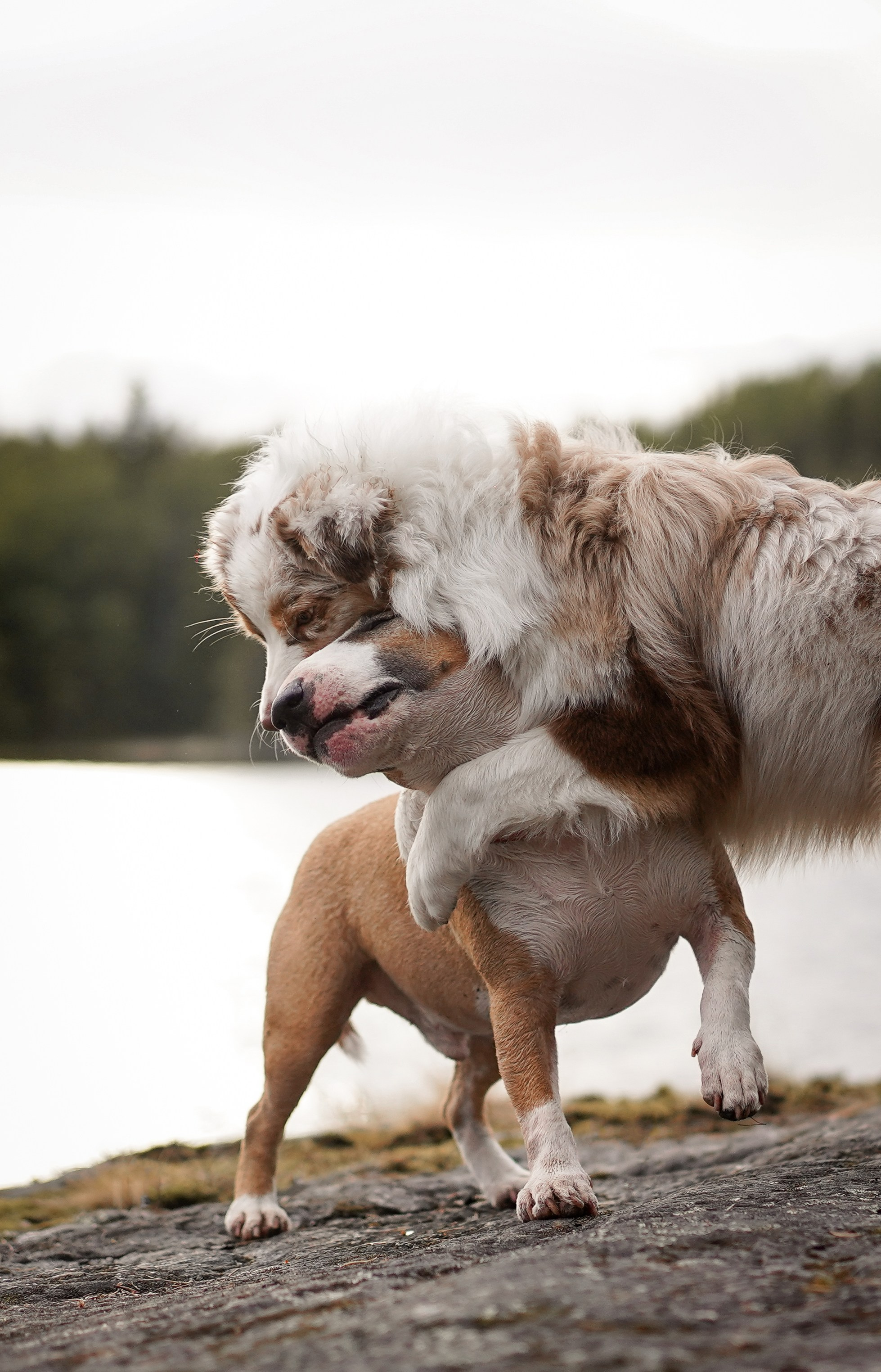 Панда и Юни в Карелии. Фотограф-анималист в Санкт-Петербурге Яна Мартынова