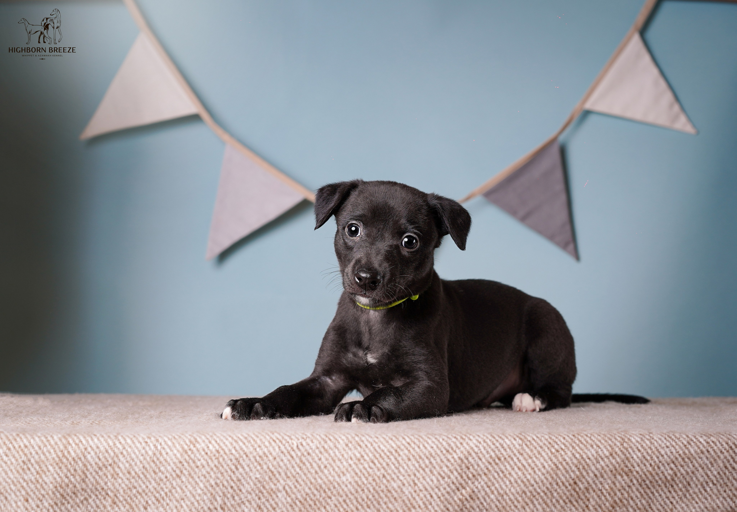 Щенки уиппета. Фотограф-анималист в Санкт-Петербурге Яна Мартынова