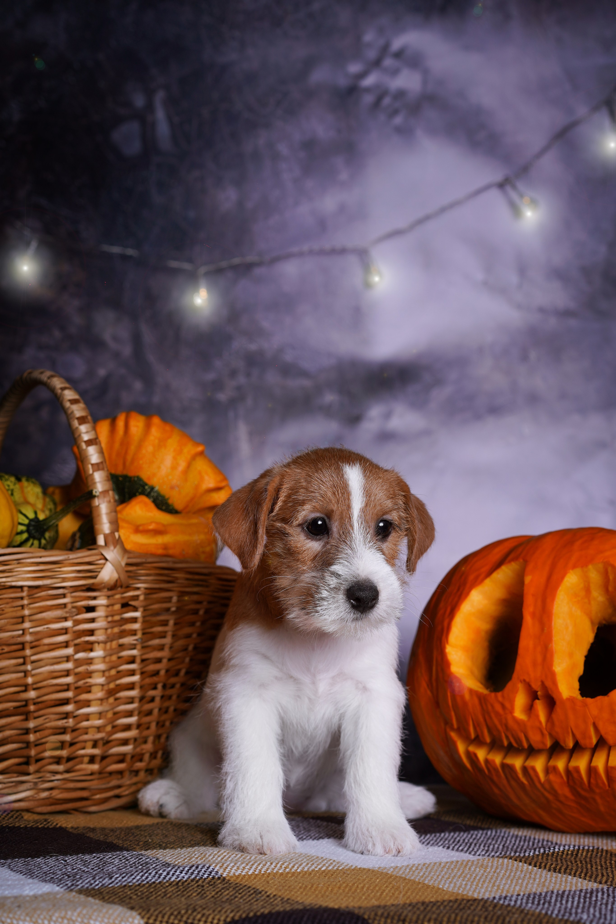 Щенки джек-рассел терьера. Фотограф-анималист в Санкт-Петербурге Яна Мартынова