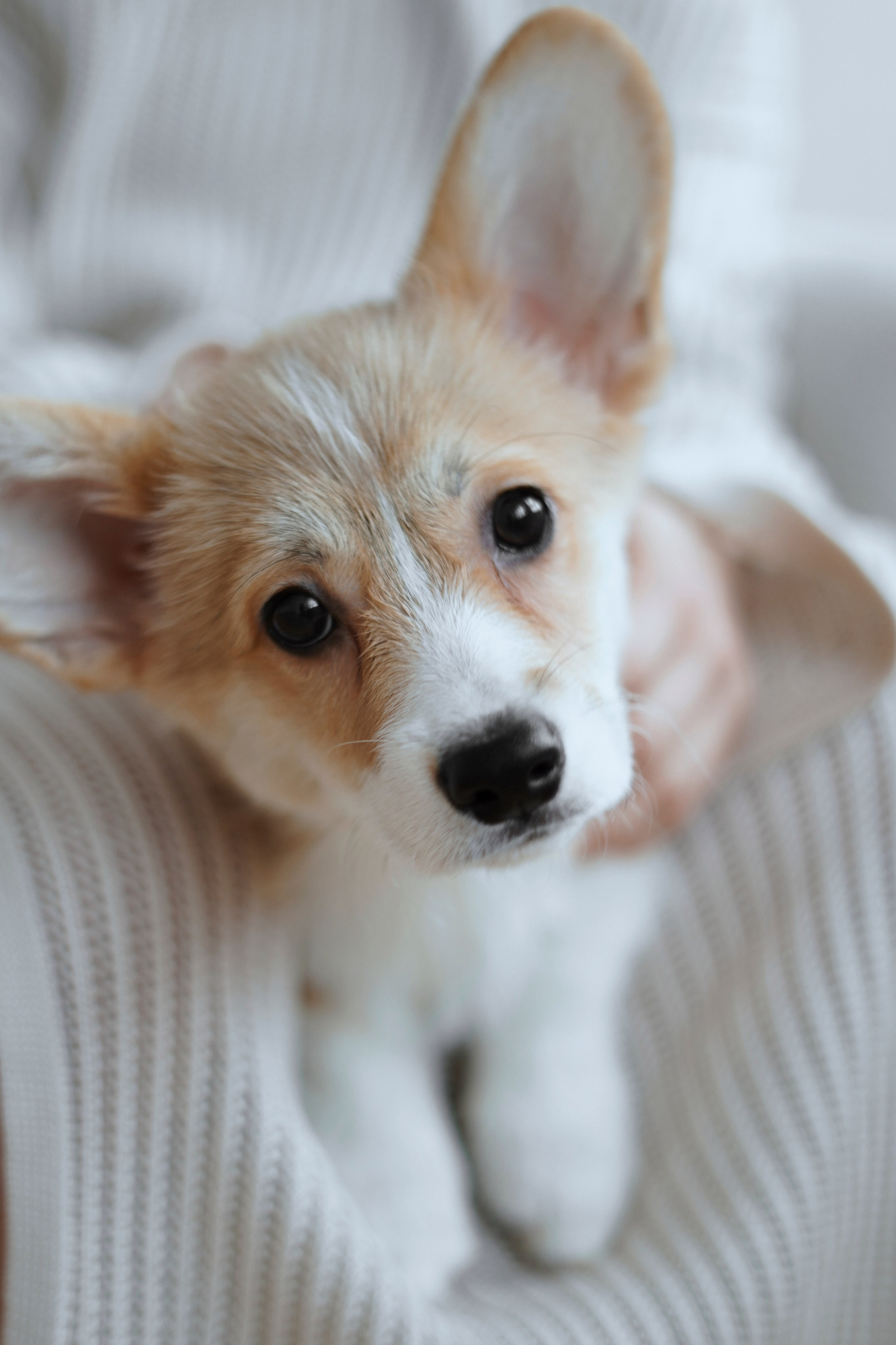 Антон&Марина&Дарси. Ваш фотограф Анастасия Болотникова