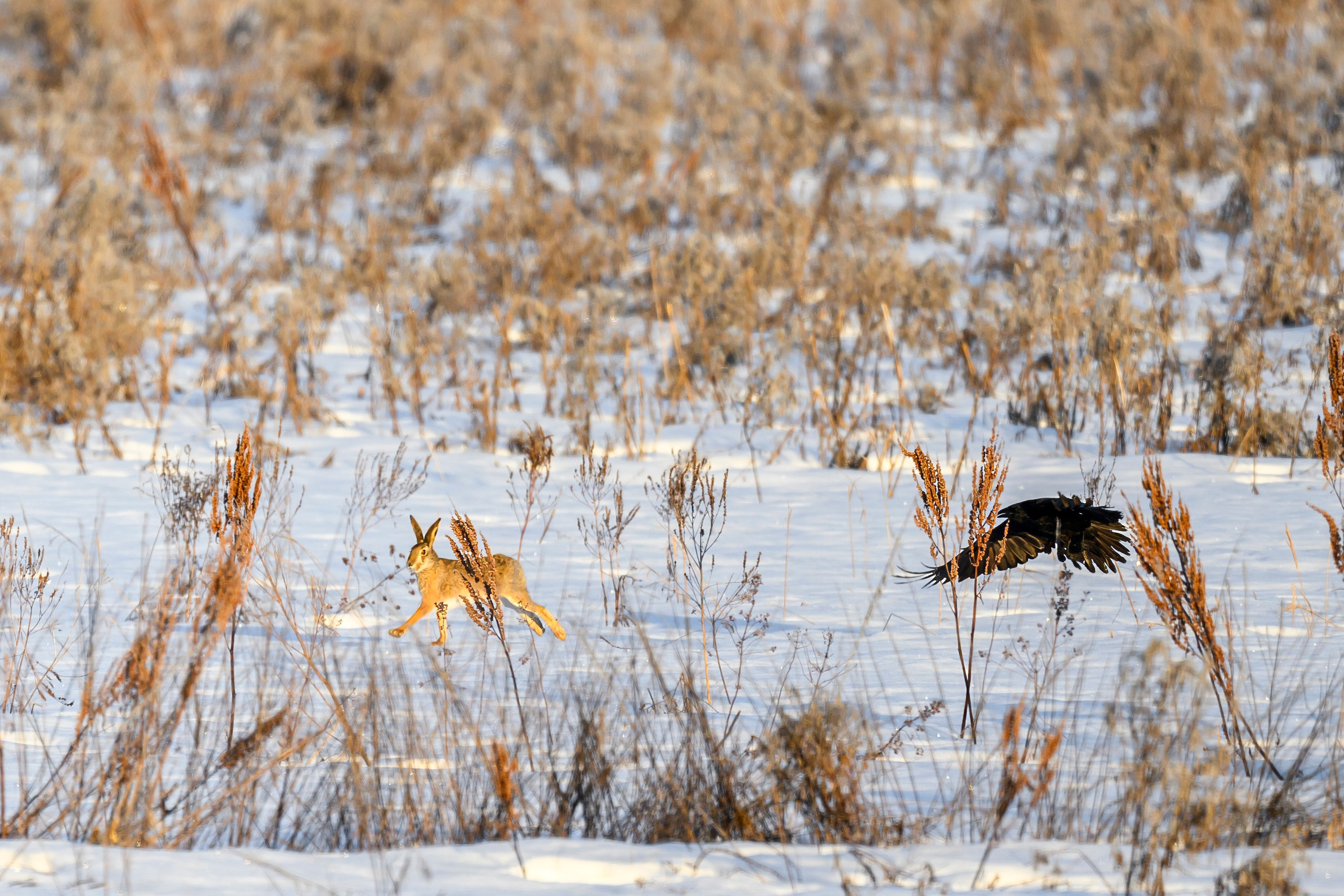 Чёрный ворон, чёрный ворон, Что ж ты вьёшься надо мной?. Фотограф Сергей Пупонин