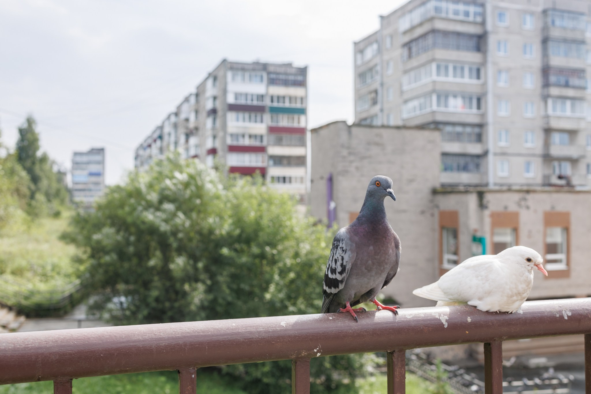 Среда. Марк Григорьев