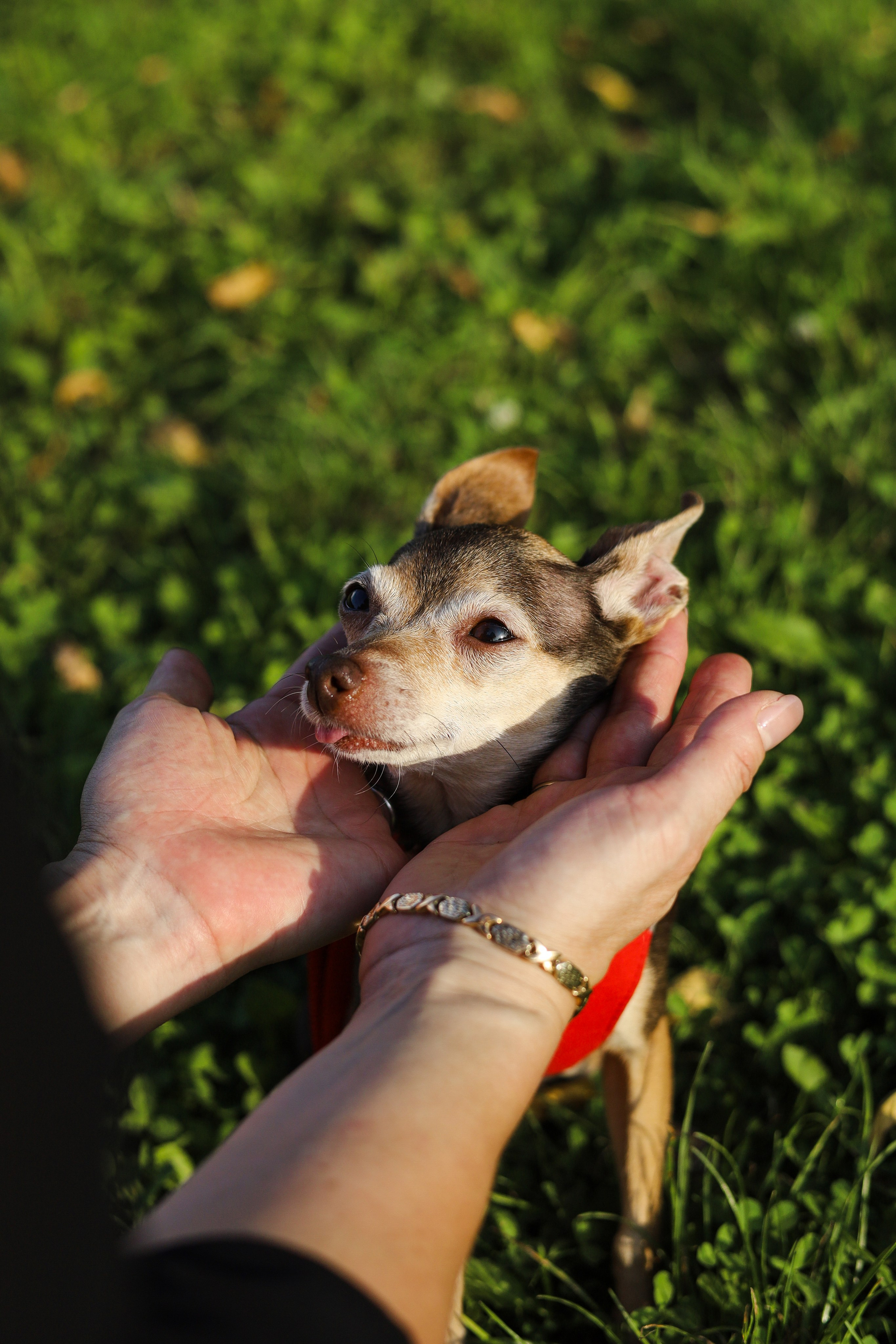 Белла и Марина. Фотограф-анималист Ксения Шевцова|Москва