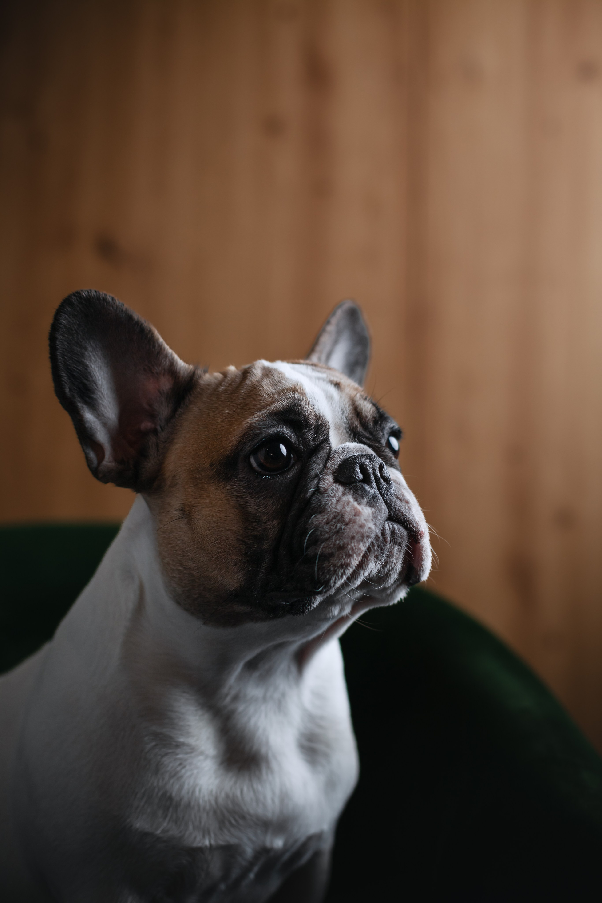 Бульвстреча 2025. Фотограф-анималист Татьяна Степанова