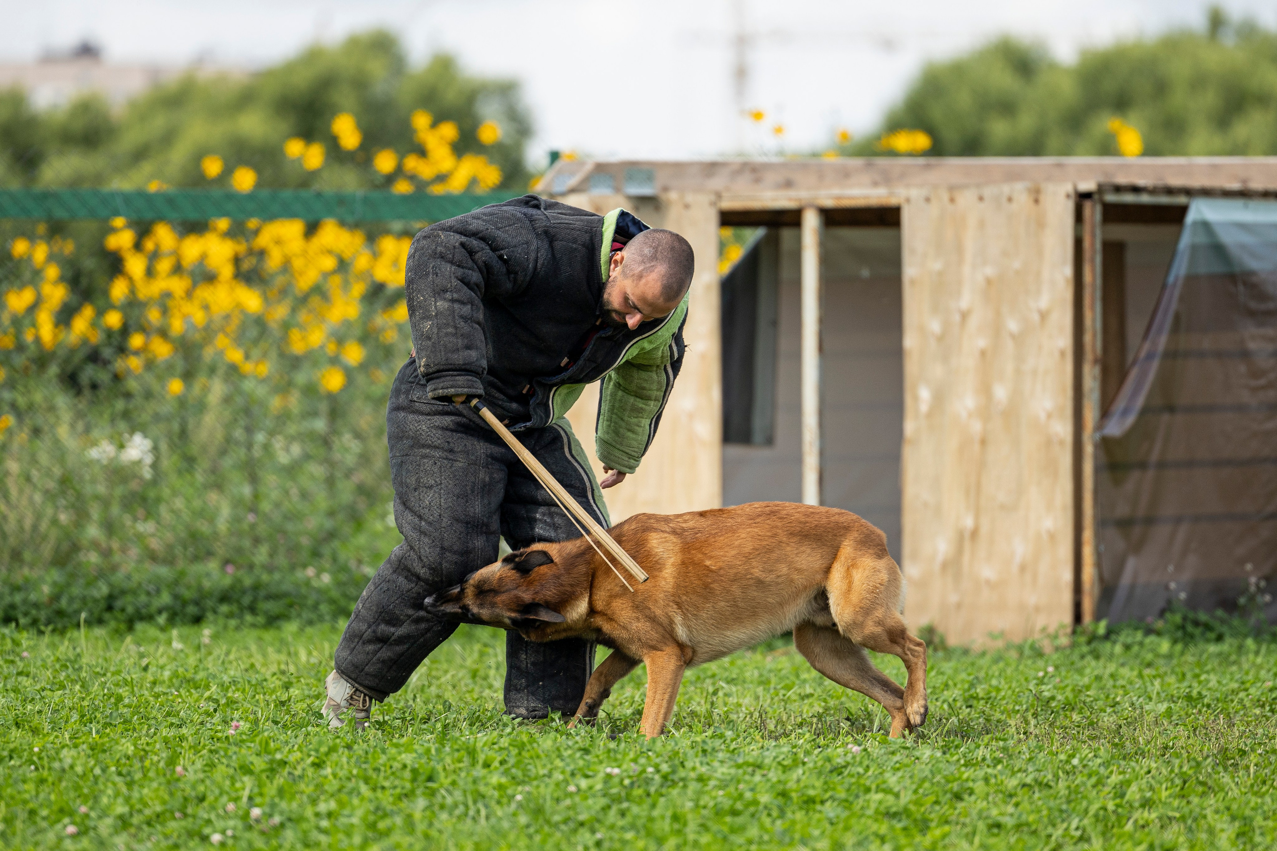 Соревнования по Мондьорингу г. Вологда 10-11.08.2024. Фотограф-анималист Анна Маринич