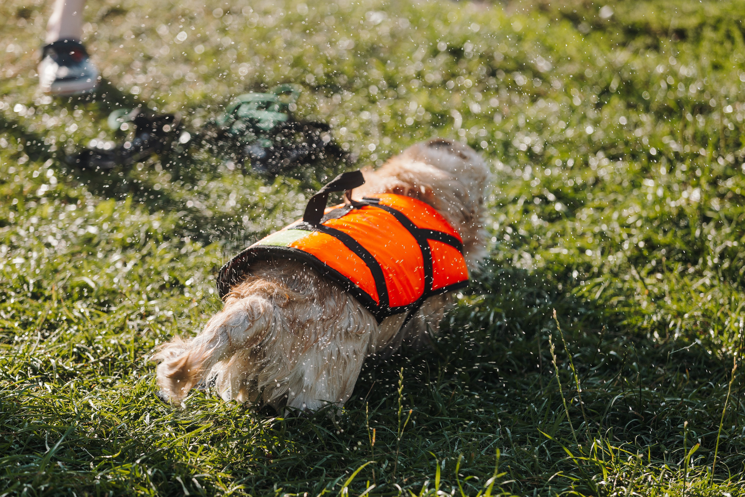 Petshop Sup day. Фотограф анималист Кристина Карпова, Москва