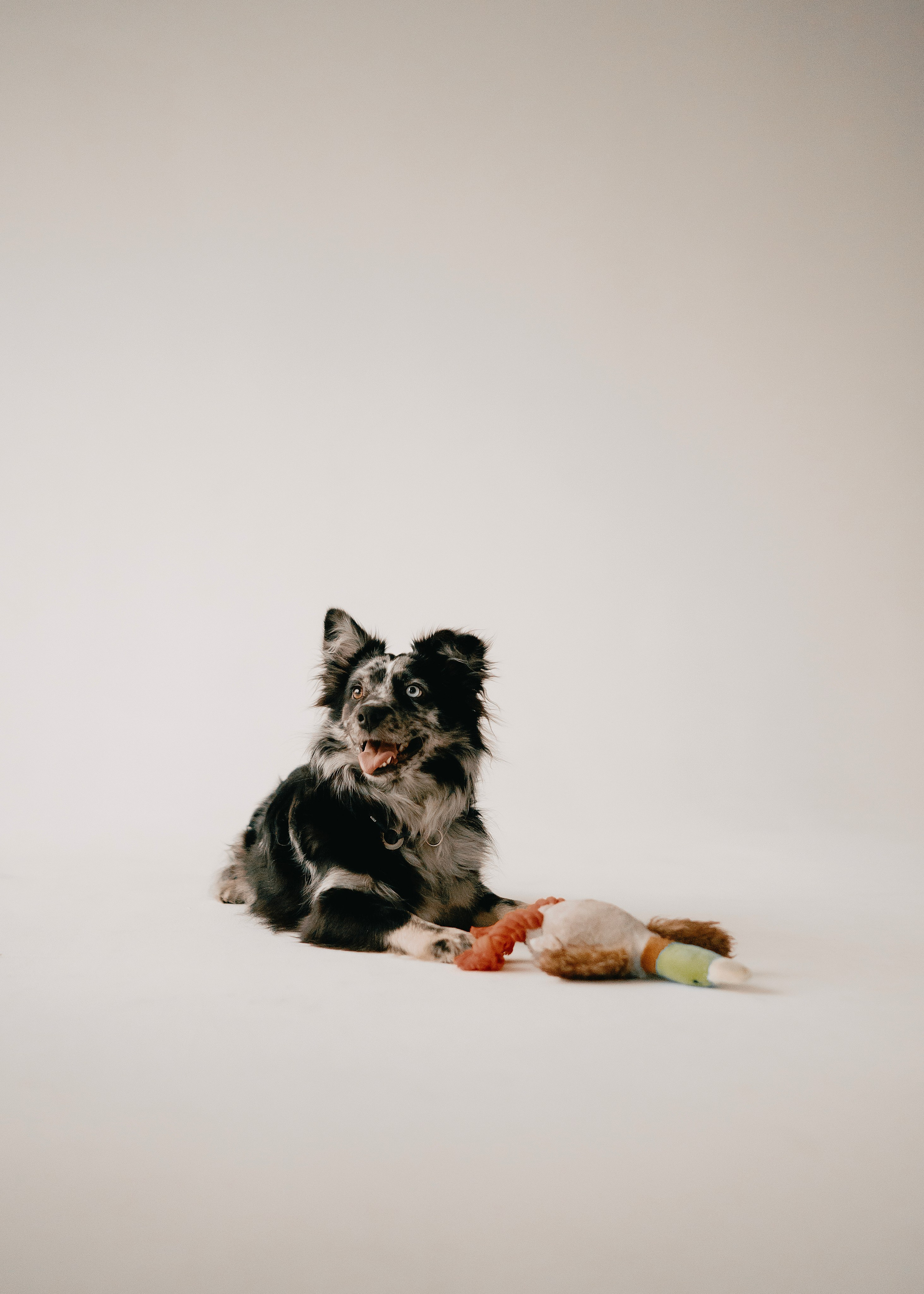 Бублик. Фотограф- анималист Александра Матвеева