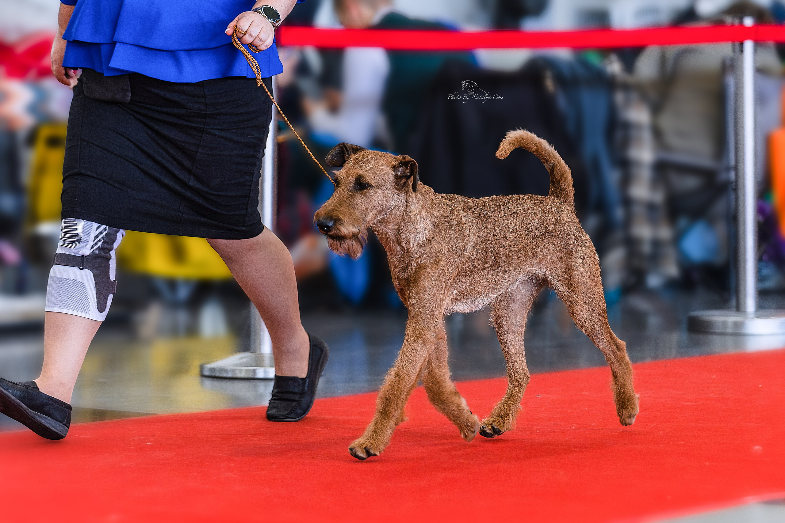 Фоторепортаж с выставки собак. Фотограф Анималист Наталья Корс Екатеринбург