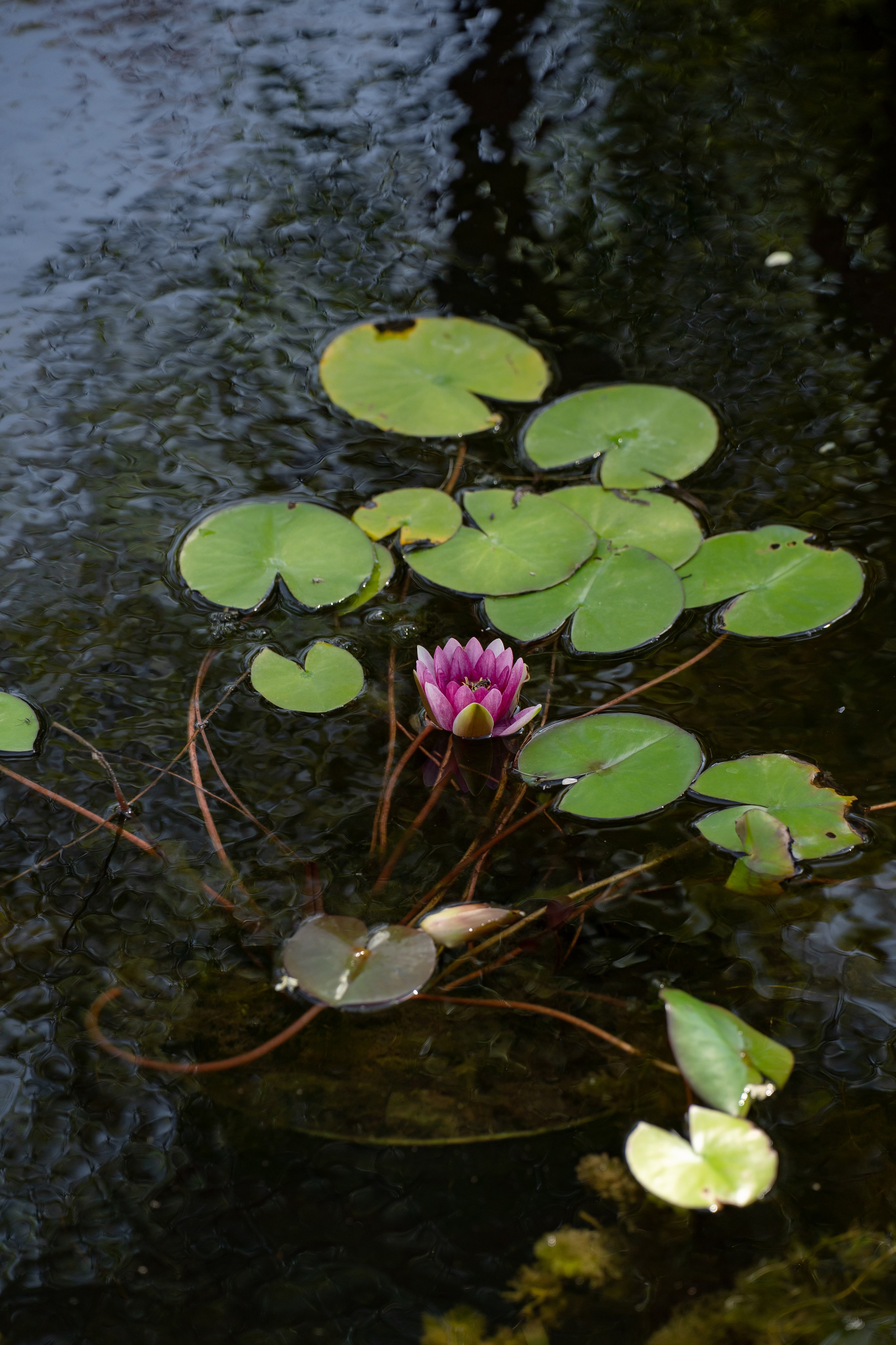 Игорь и Анна. Карпенко Марина свадебный и семейный фотограф Анапа, Краснодар, Геленджик, Сочи, Темрюк