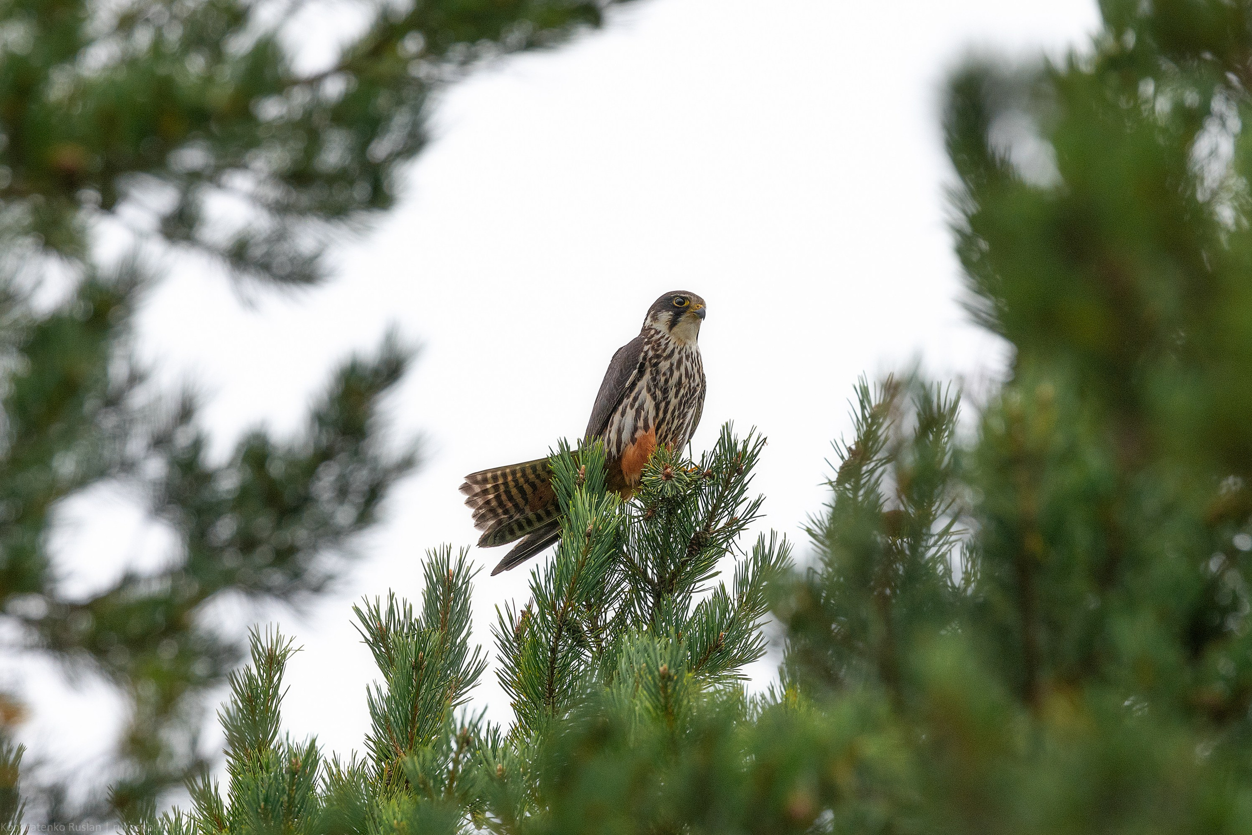 Чеглок. Архитектурный и пейзажный фотограф Кондратенко Руслан, Санкт-Петербург