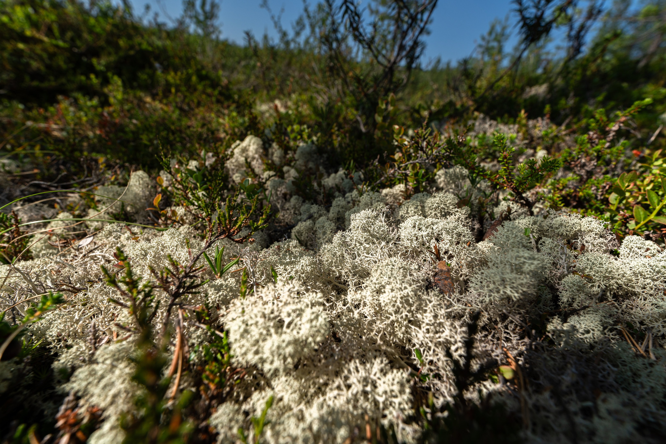 Кольский полуостров. ПОБУДЬ ЗДЕСЬ И ЦЕЛЕЕ БУДЕТ ЭТОТ МИР