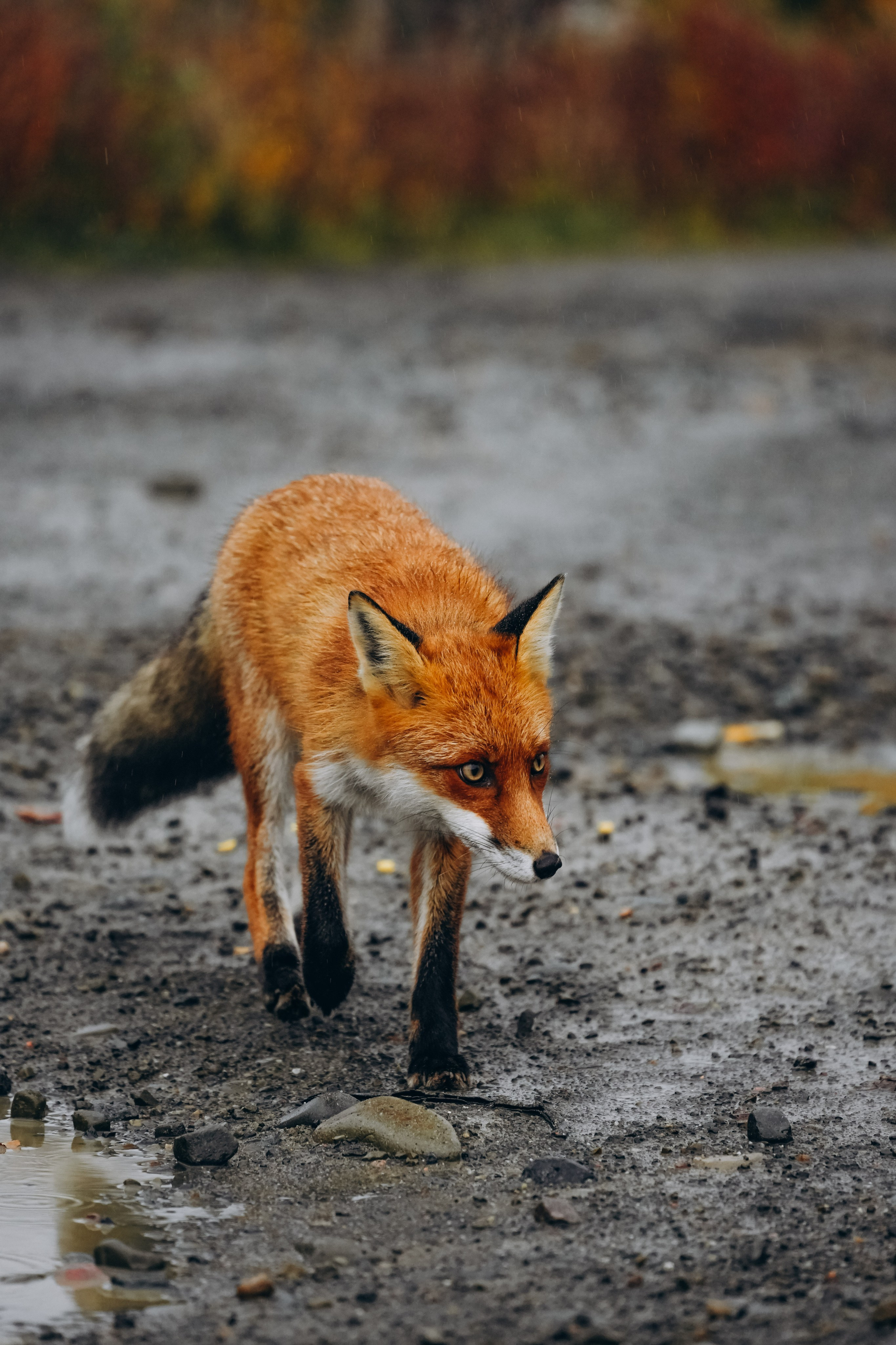 СЕВЕР. Event фотограф Степанова Александра