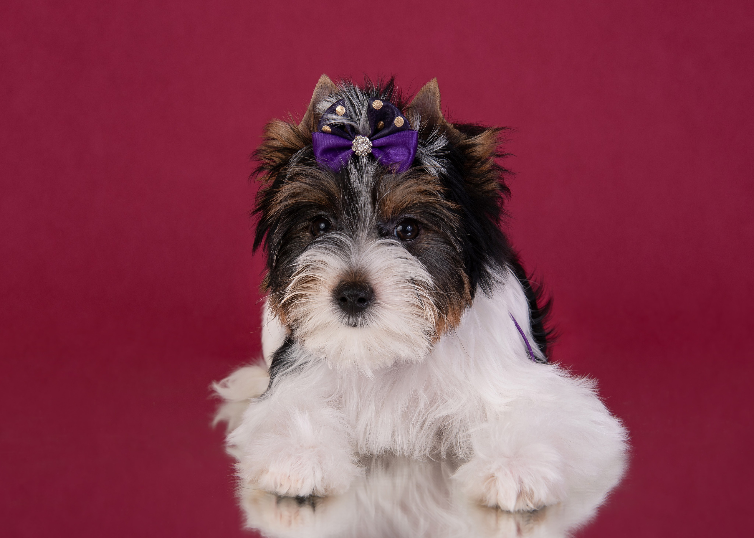 Щенки в домашней студии. Фотограф анималист в Казани Алина Сулейманова. Фотограф животных