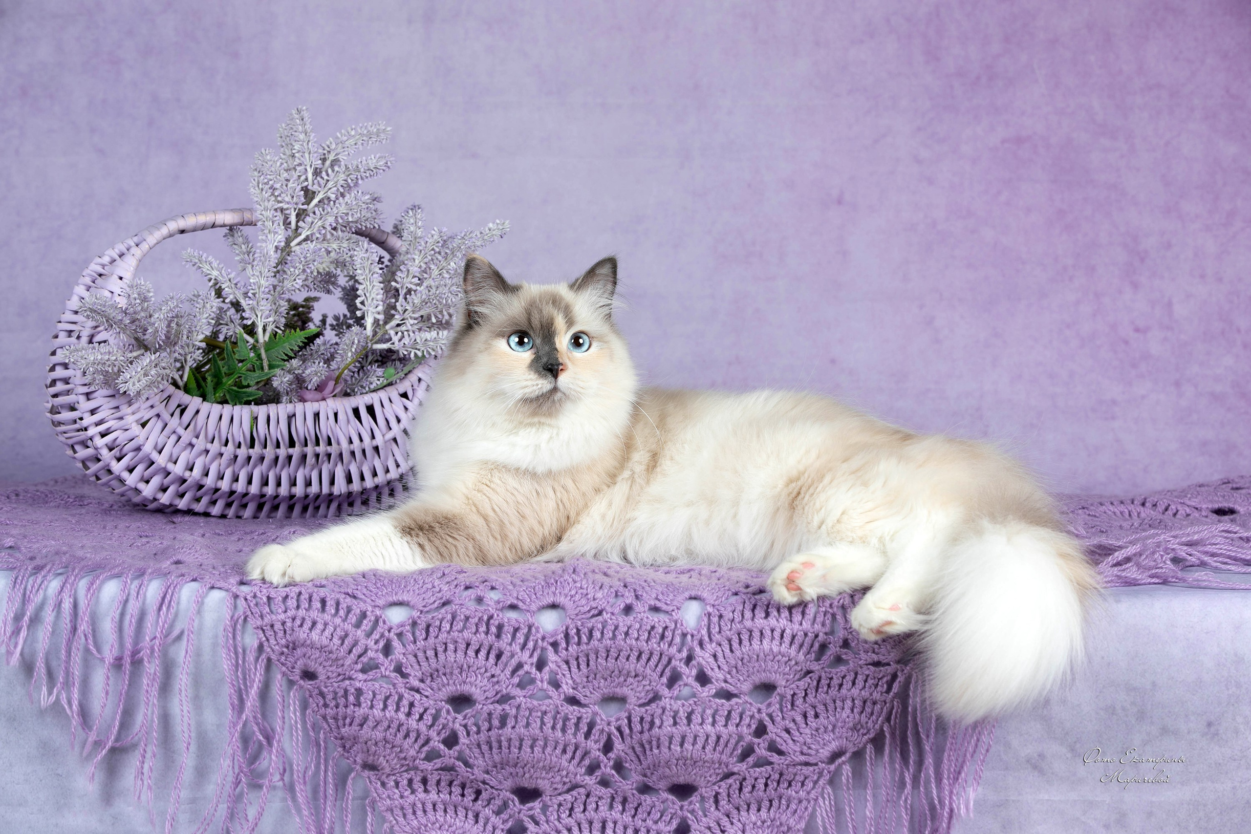 Стендовая съёмка на выставках кошек. Фотограф-анималист в Омске Екатерина Маричева