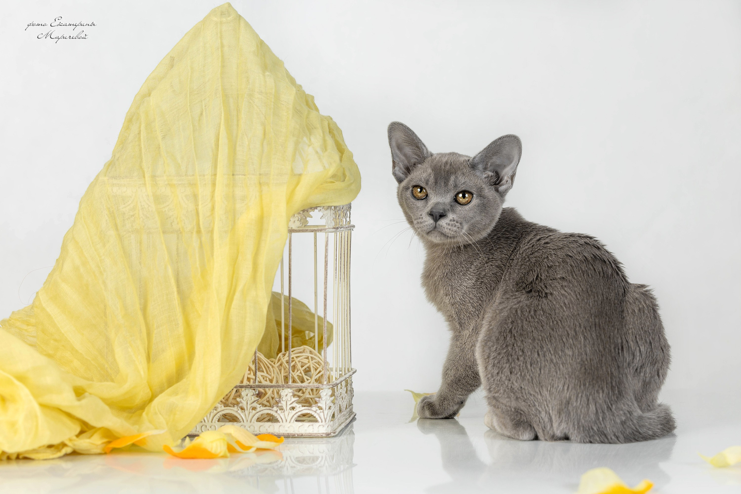 Стендовая съёмка на выставках кошек. Фотограф-анималист в Омске Екатерина Маричева