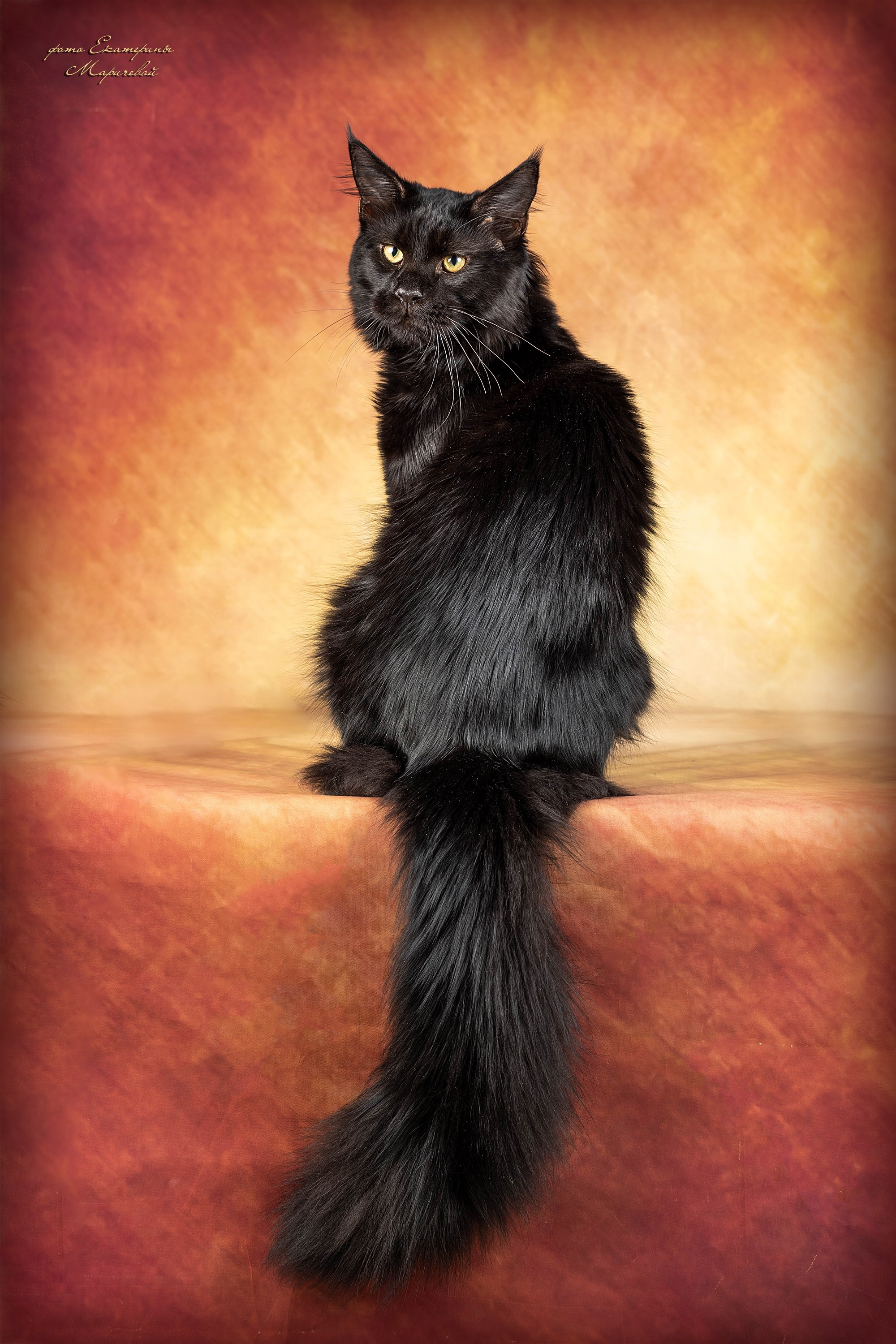 Стендовая съёмка на выставках кошек. Фотограф-анималист в Омске Екатерина Маричева