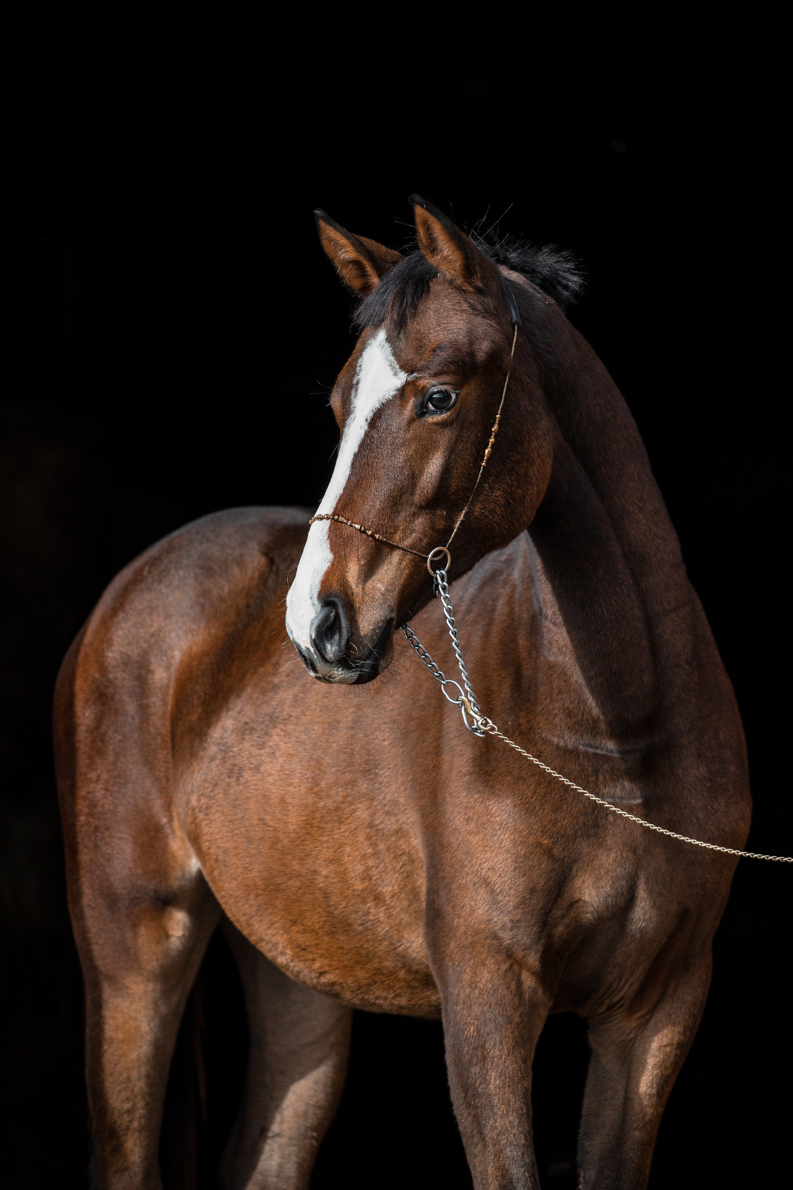 На черном фоне. Фотограф-анималист Ксендзова Кристина